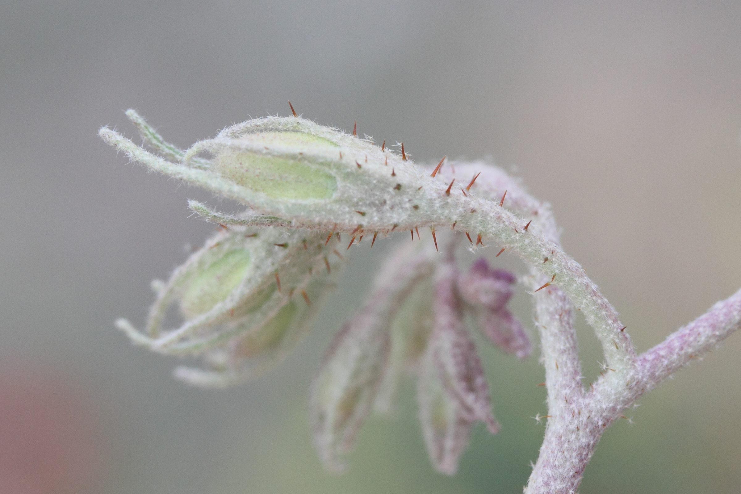 solanum_elaeagnifolium4md