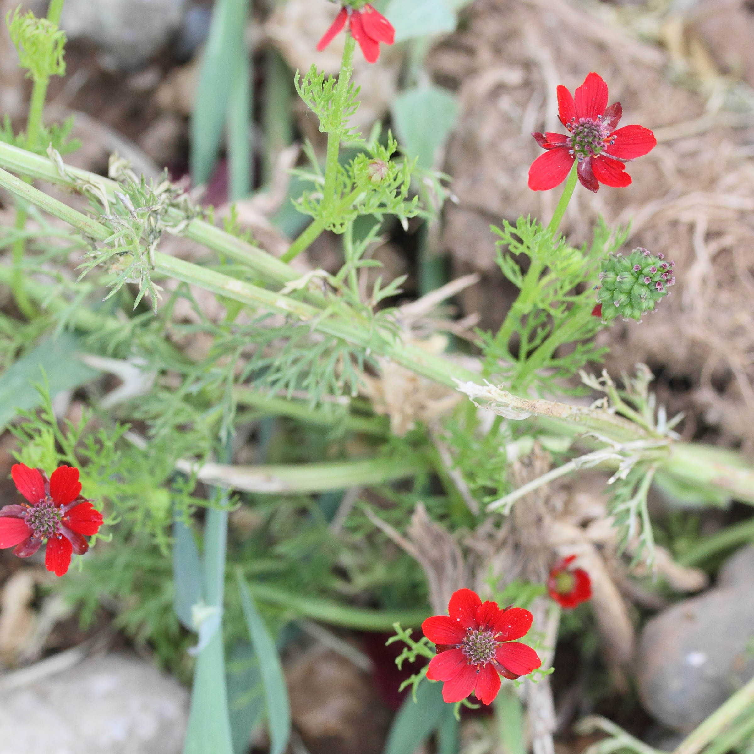 Afficher le média adonis_microcarpa1md adonis_microcarpa1md