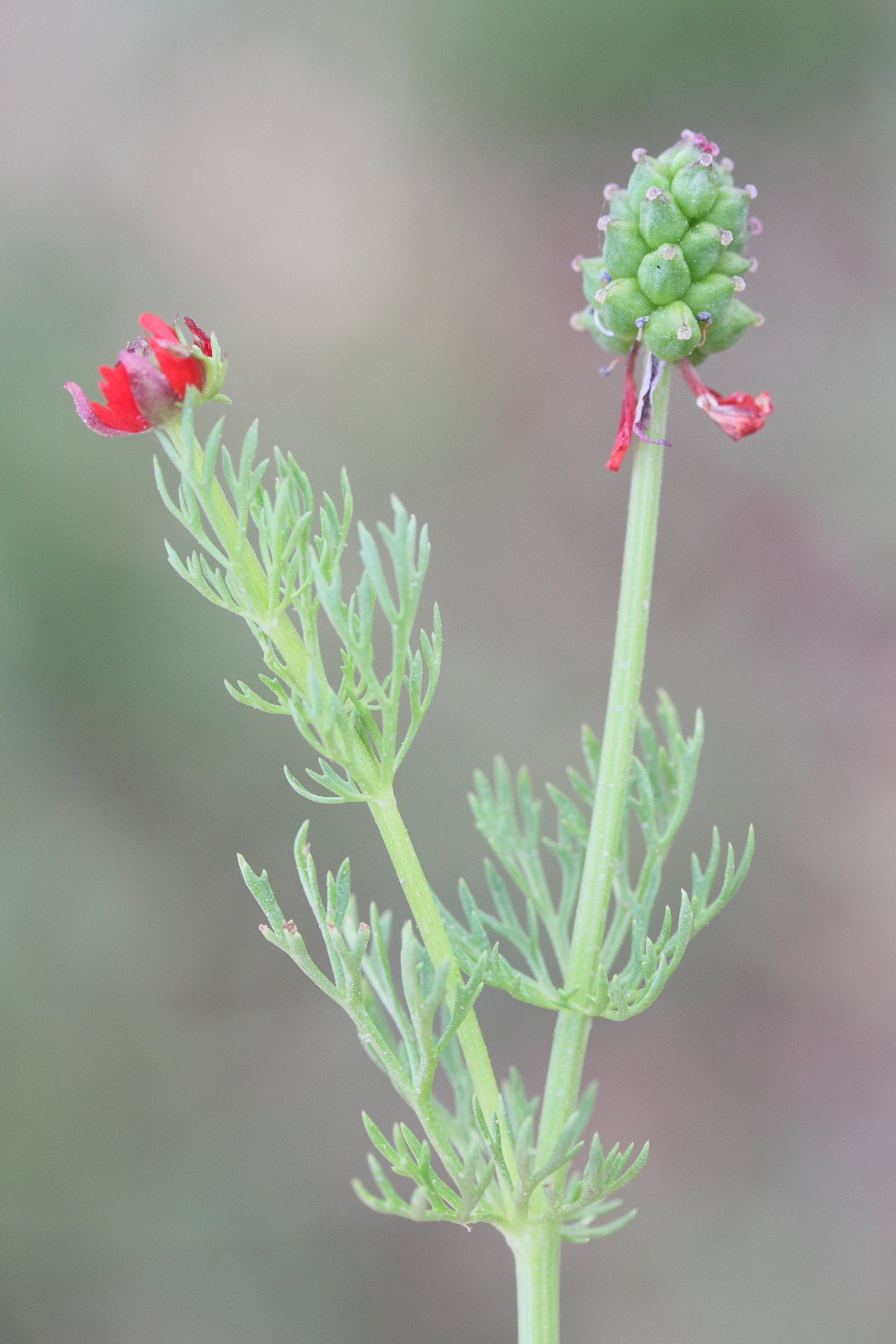 Afficher le média adonis_microcarpa2md adonis_microcarpa2md