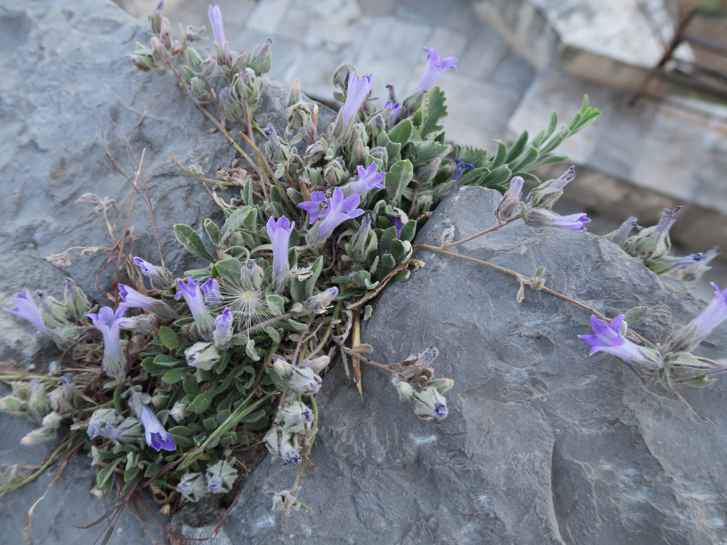 campanula_celsii_spathulifolia1md