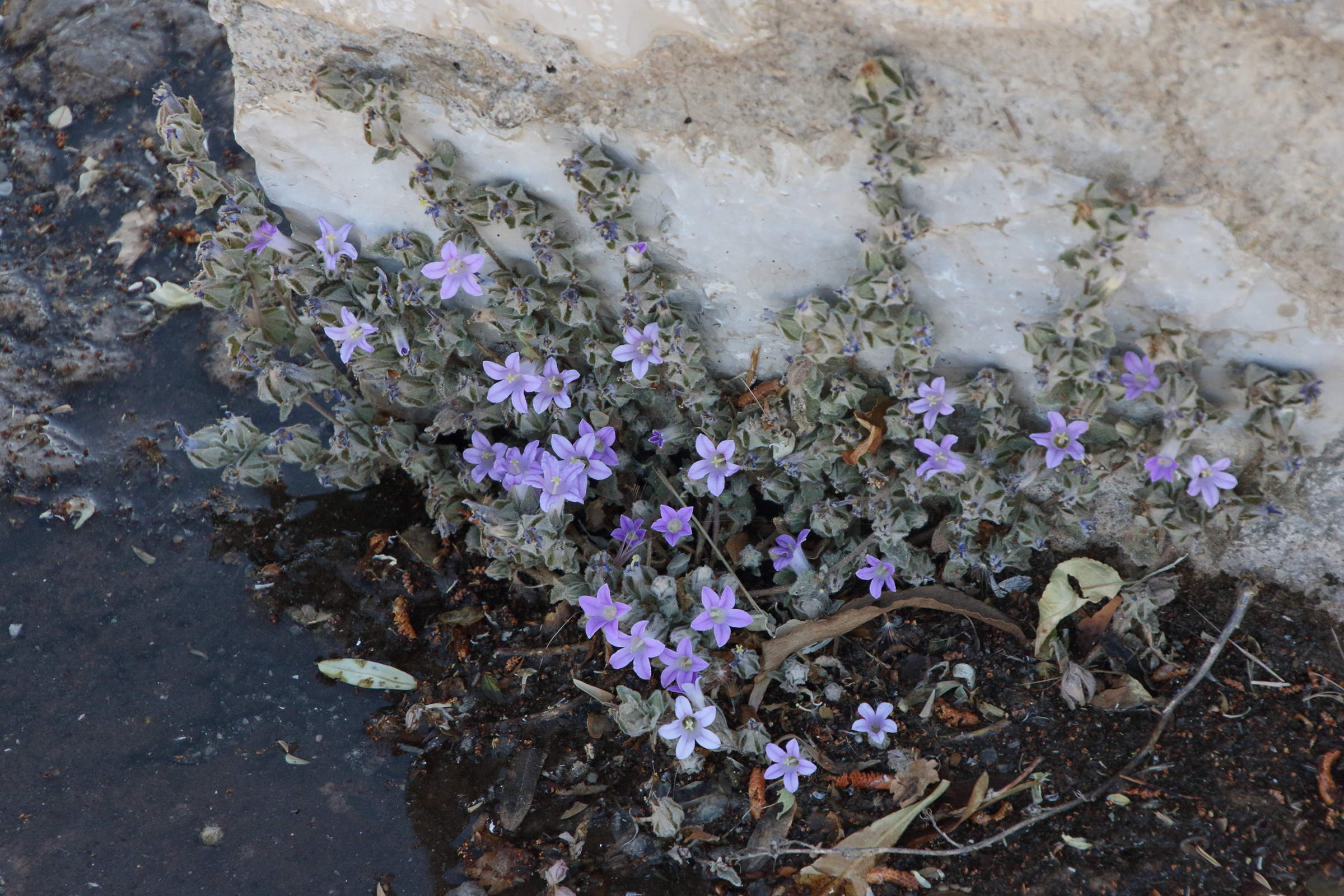 campanula_celsii_spathulifolia2bd
