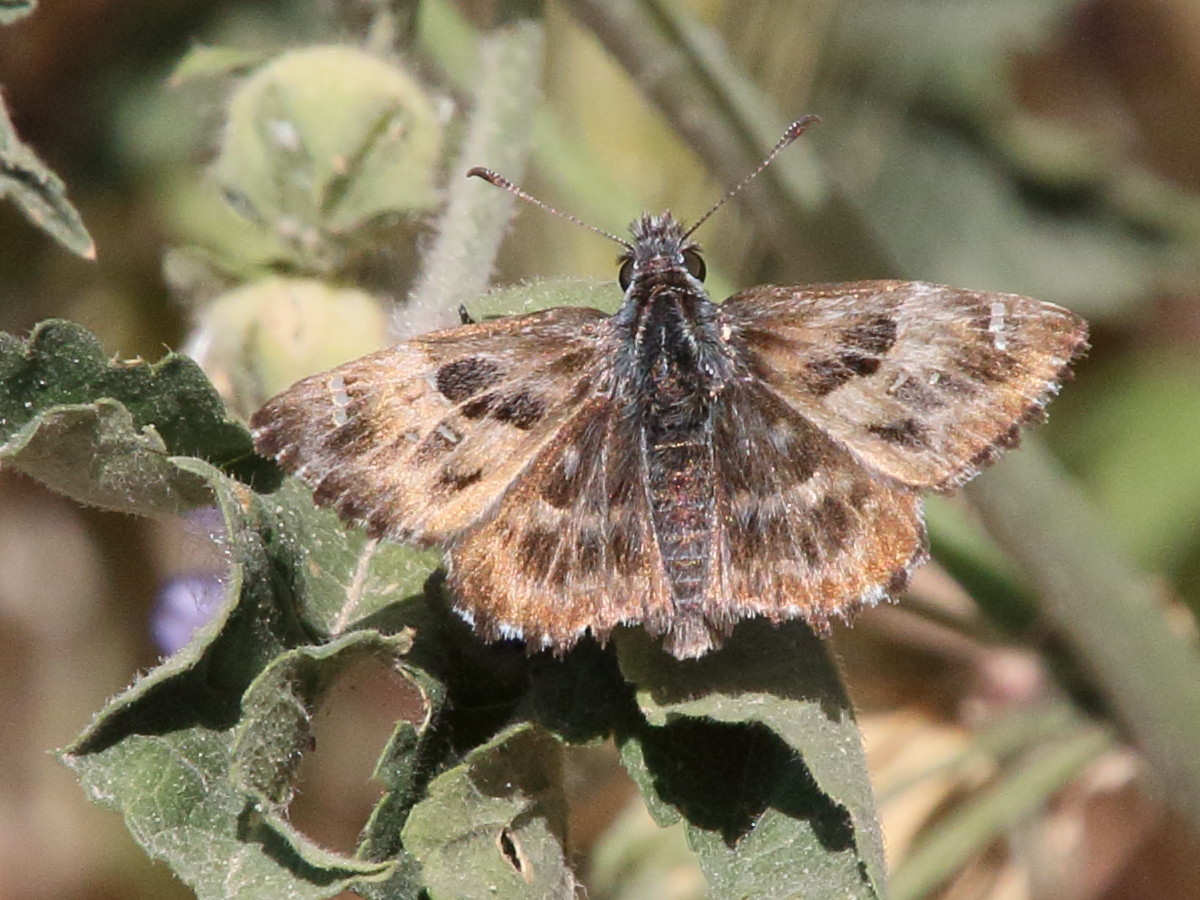 carcharodus_floccifera1bd