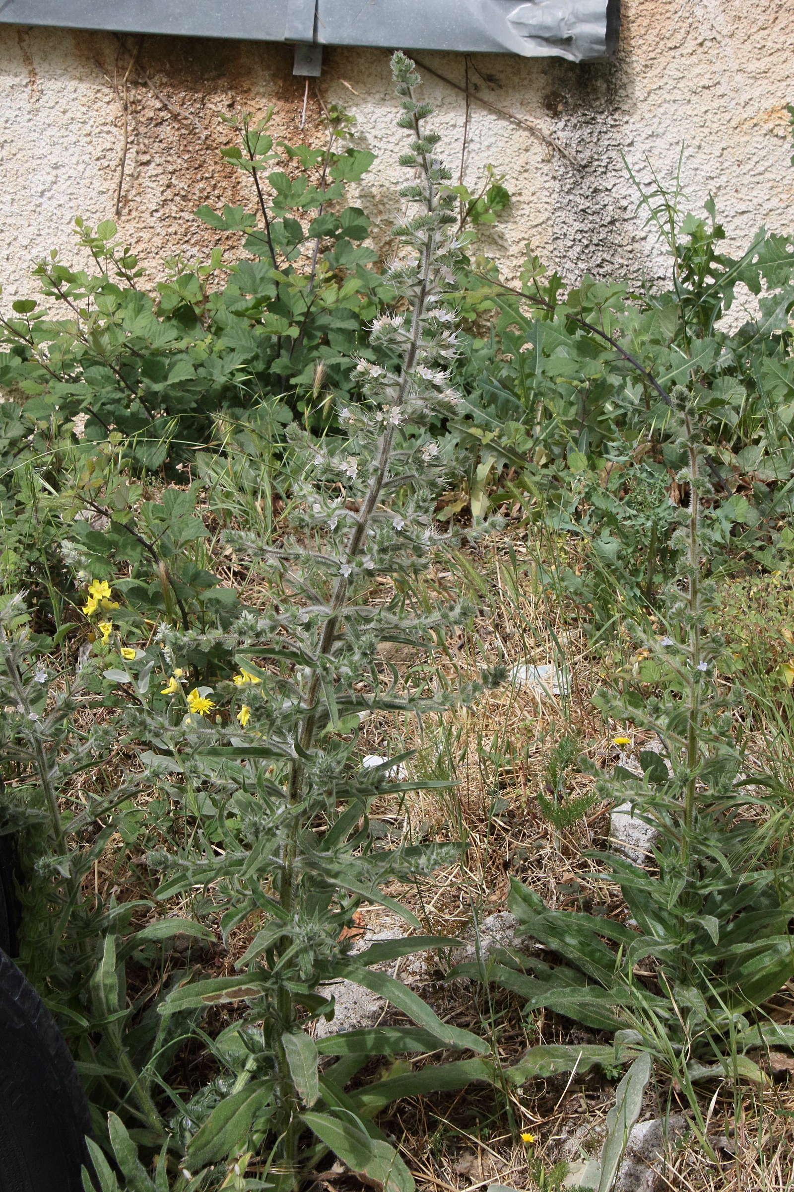 Afficher le média echium_italicum4bd echium_italicum4bd