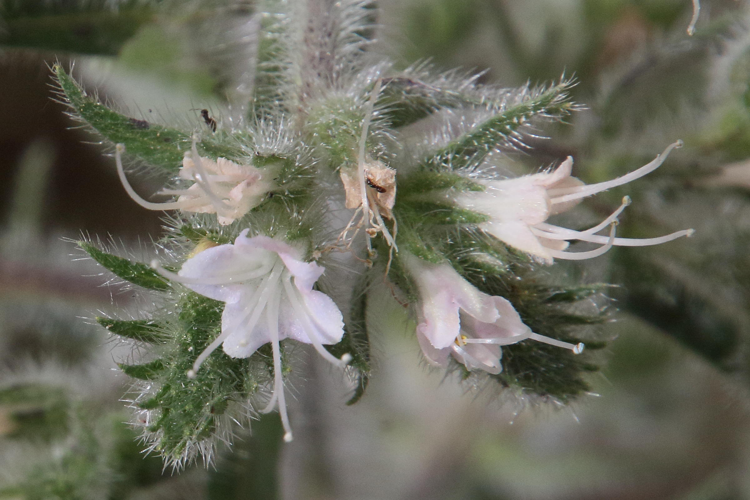 Afficher le média echium_italicum5bd echium_italicum5bd