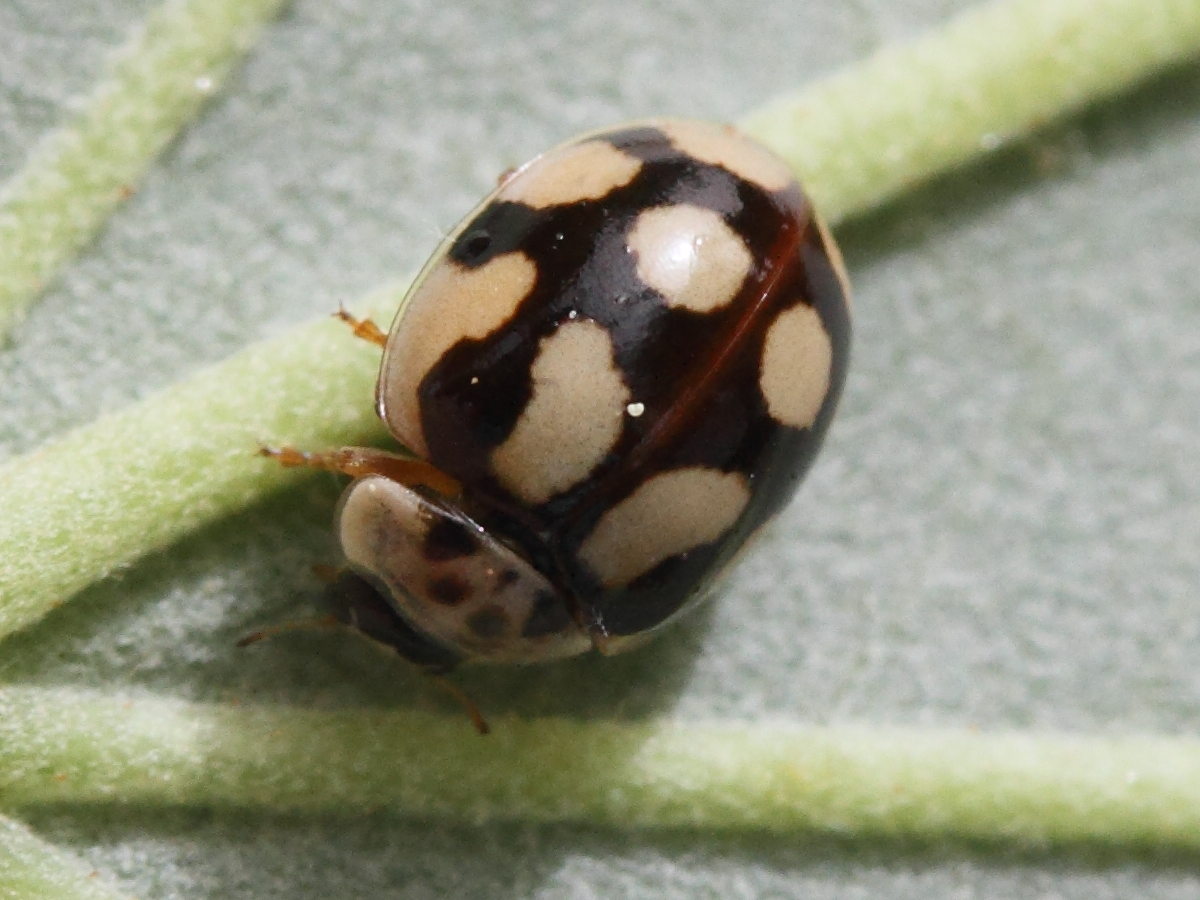 Afficher le média adalia_decempunctata7md adalia_decempunctata7md