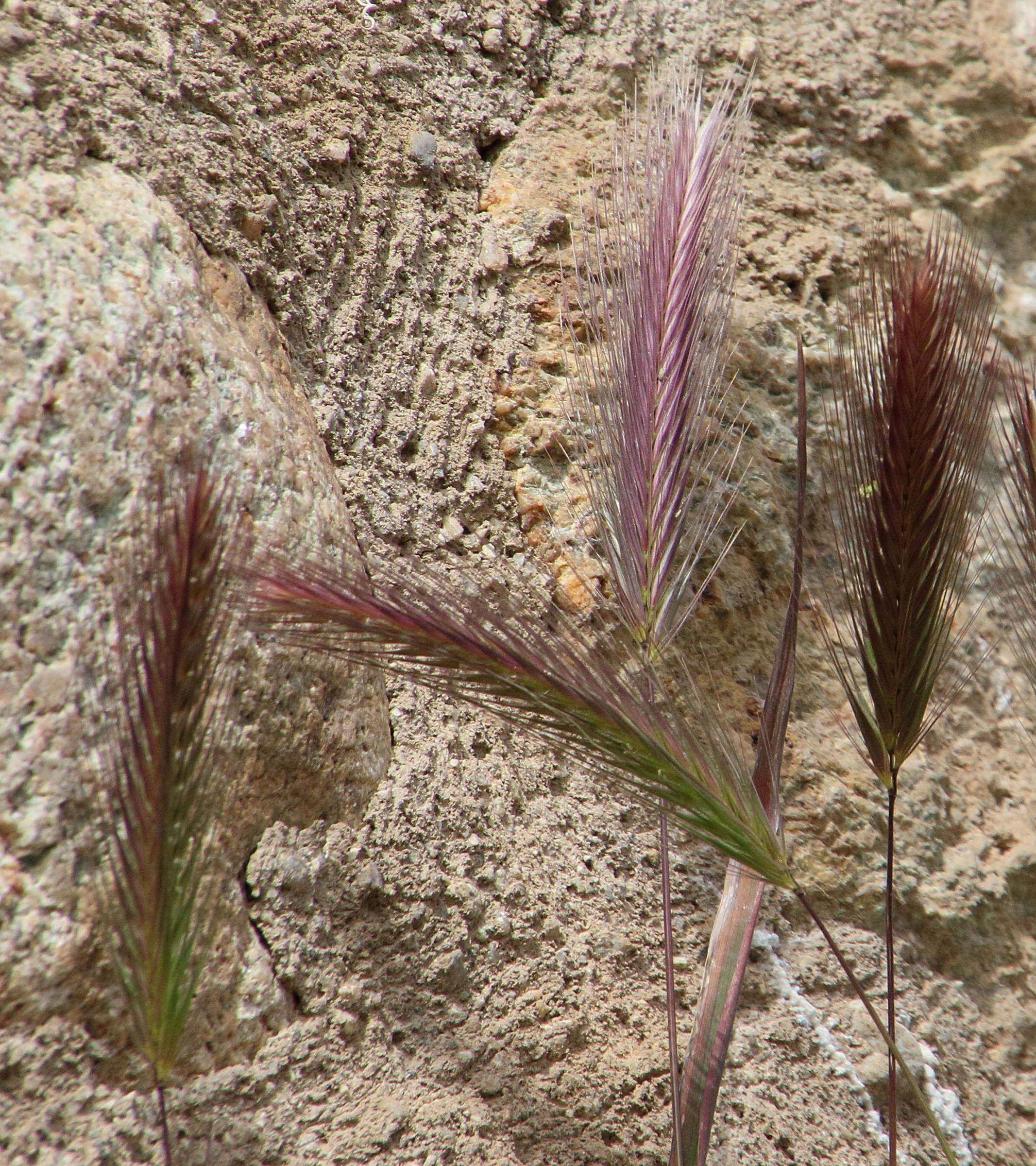 hordeum_murinum4bd
