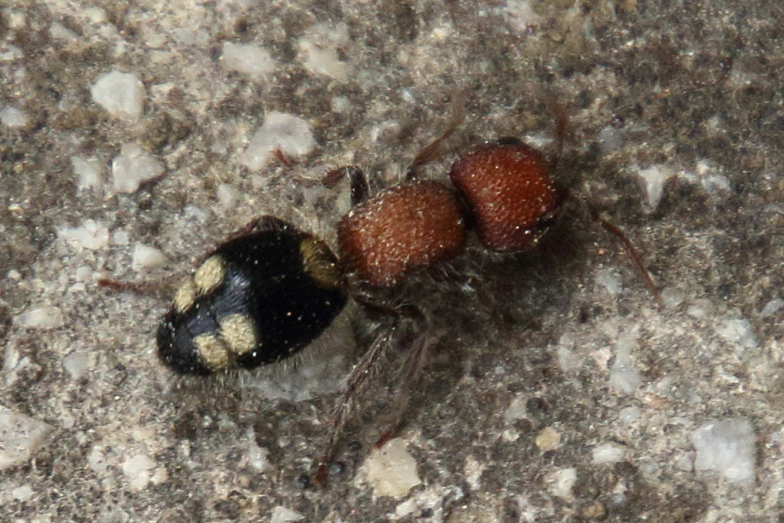 mutilla_quinquemaculata1bd