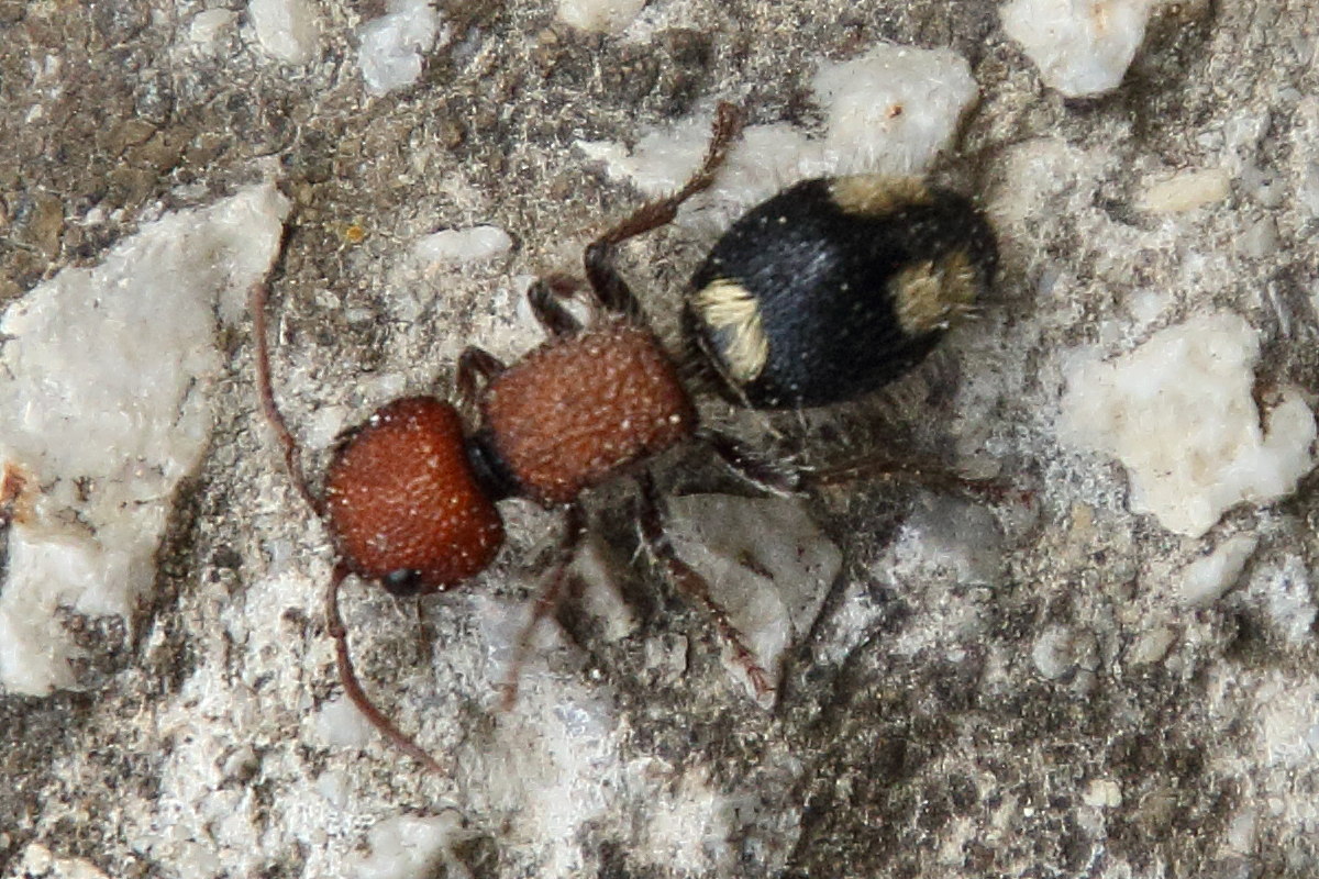 mutilla_quinquemaculata2bd