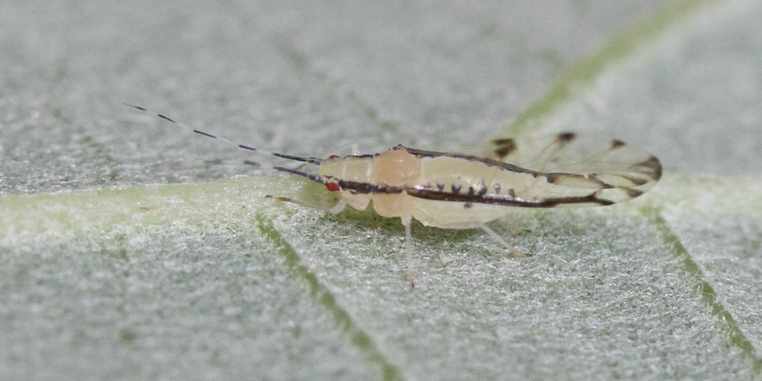 eucallipterus_tiliae1md