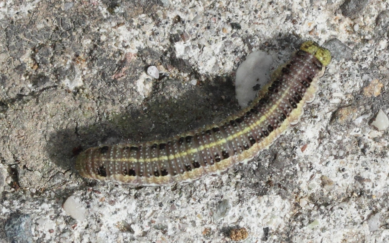 libythea_celtis_ch1md