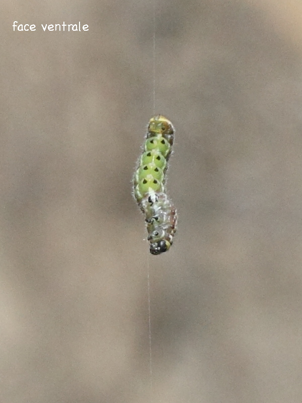 libythea_celtis_ch2md