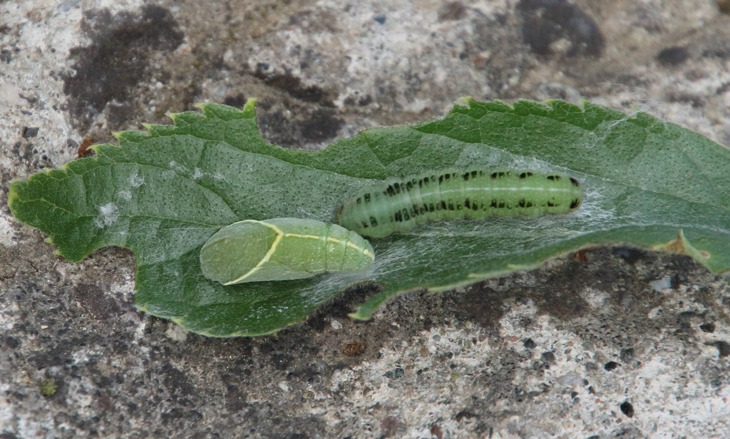 libythea_celtis_ch3bd