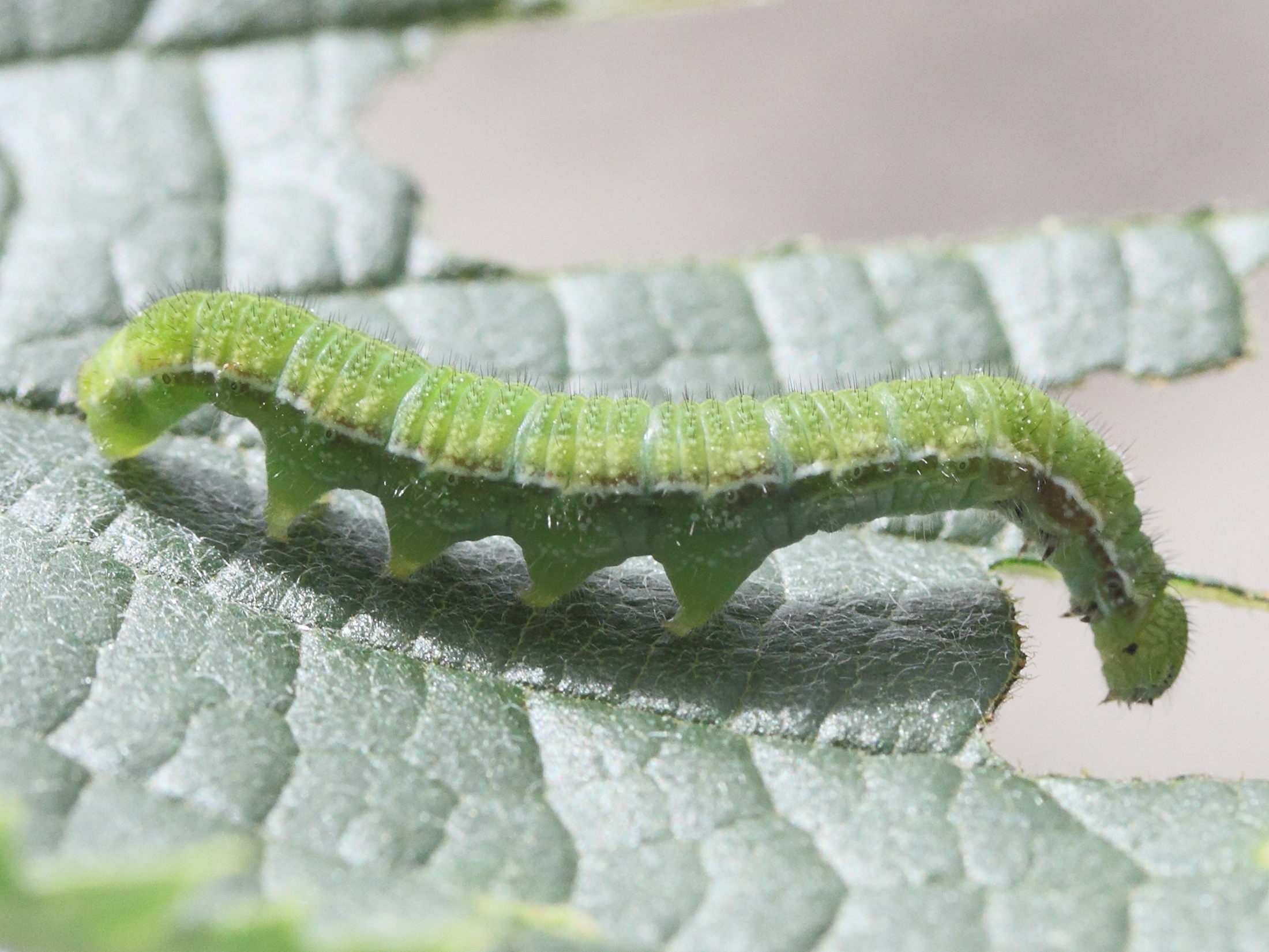 libythea_celtis_ch4md