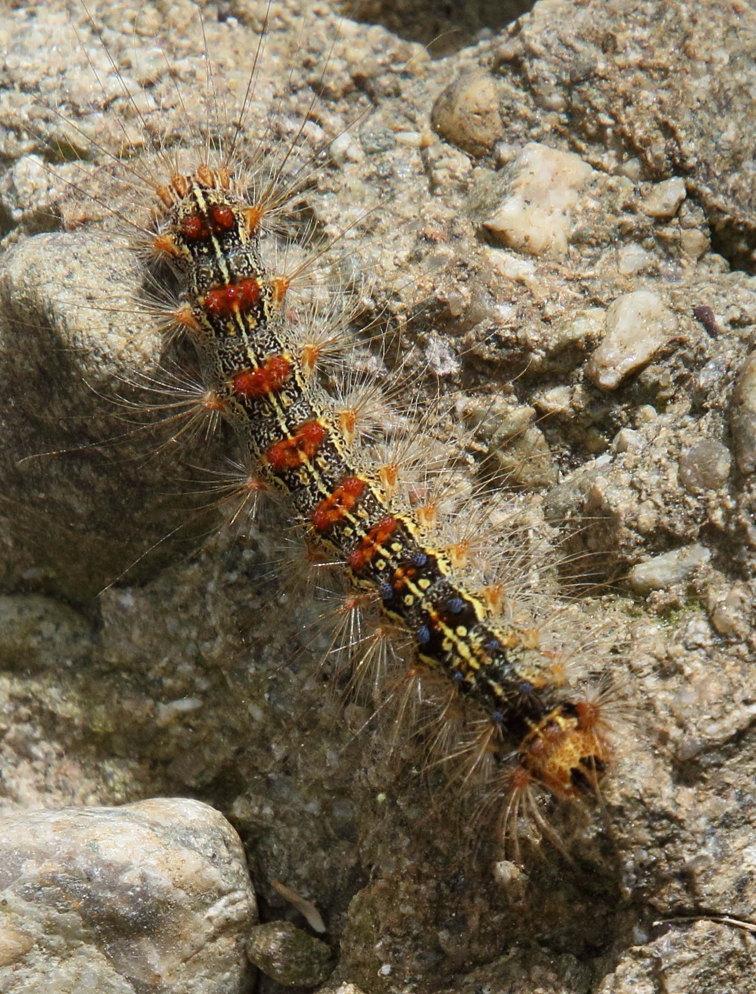 lymantria_dispar_ch1bd