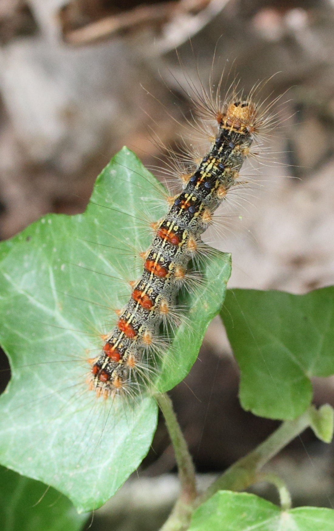 lymantria_dispar_ch2md