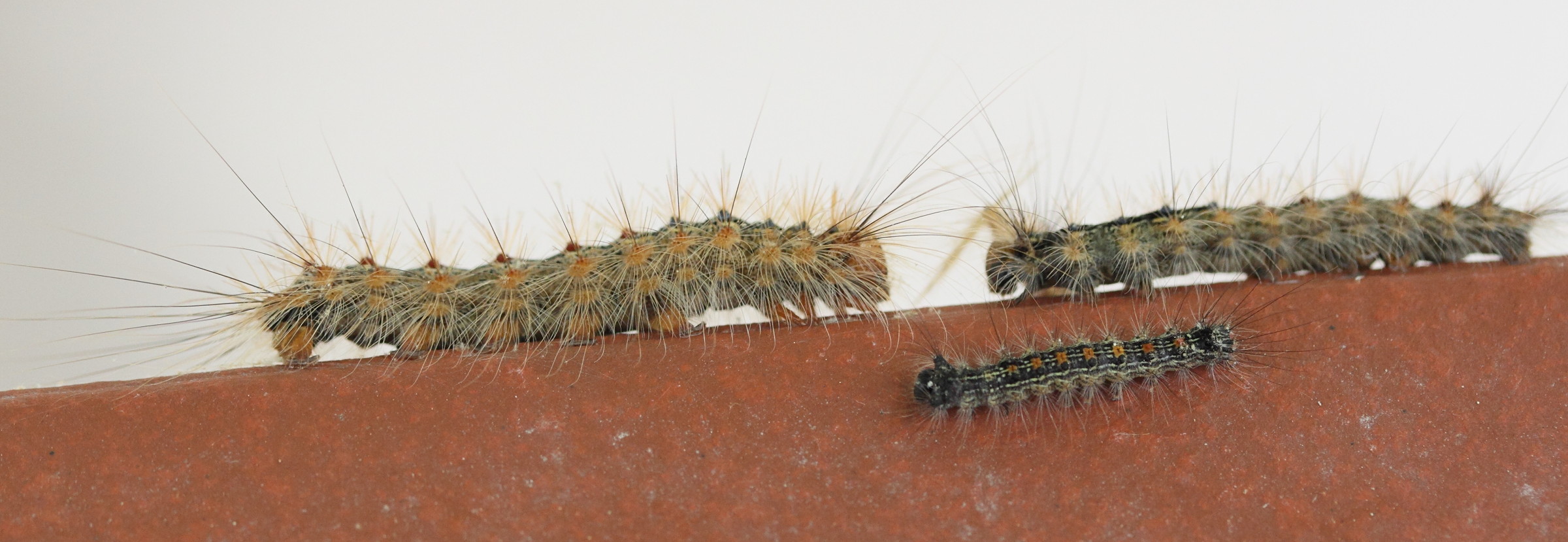 lymantria_dispar_ch3md