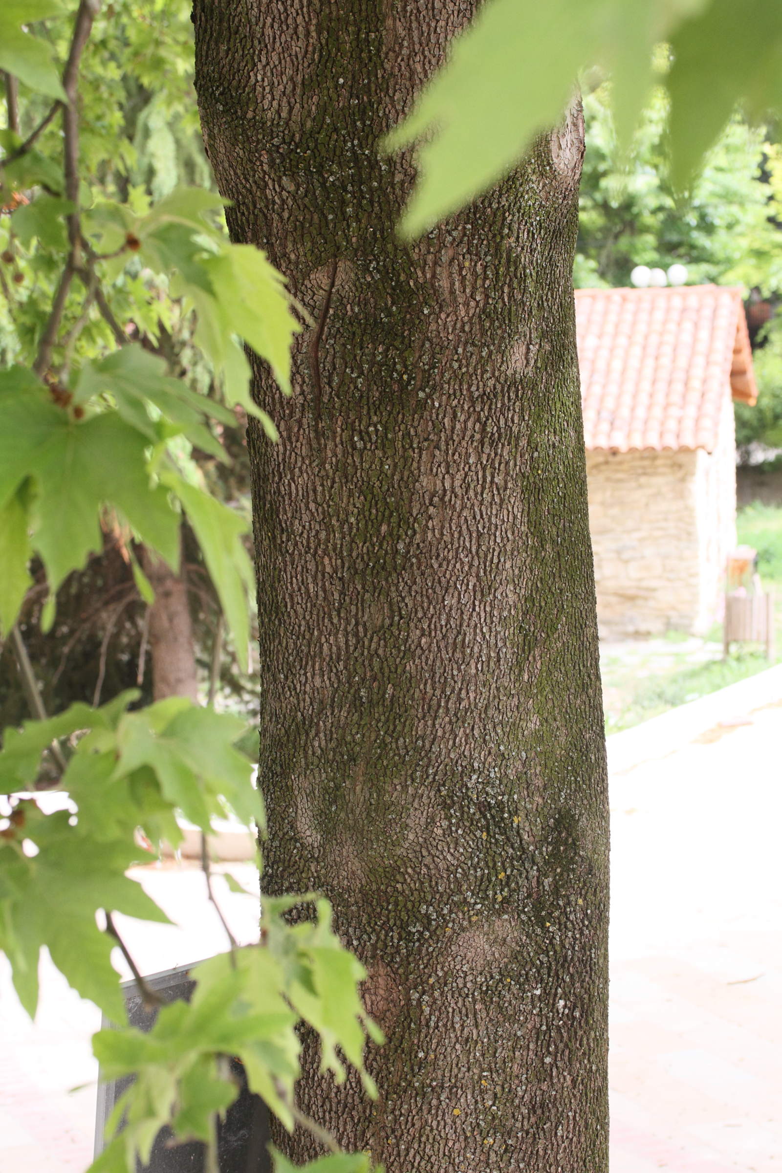 platanus_orientalis5md