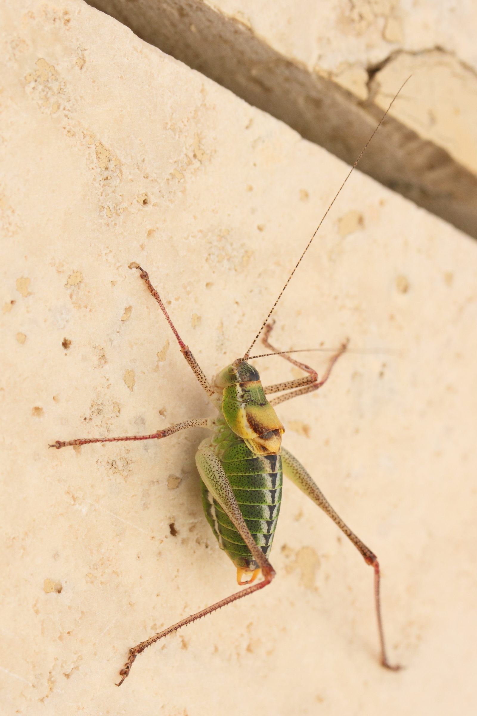 poecilimon_cf_zimmeri1md