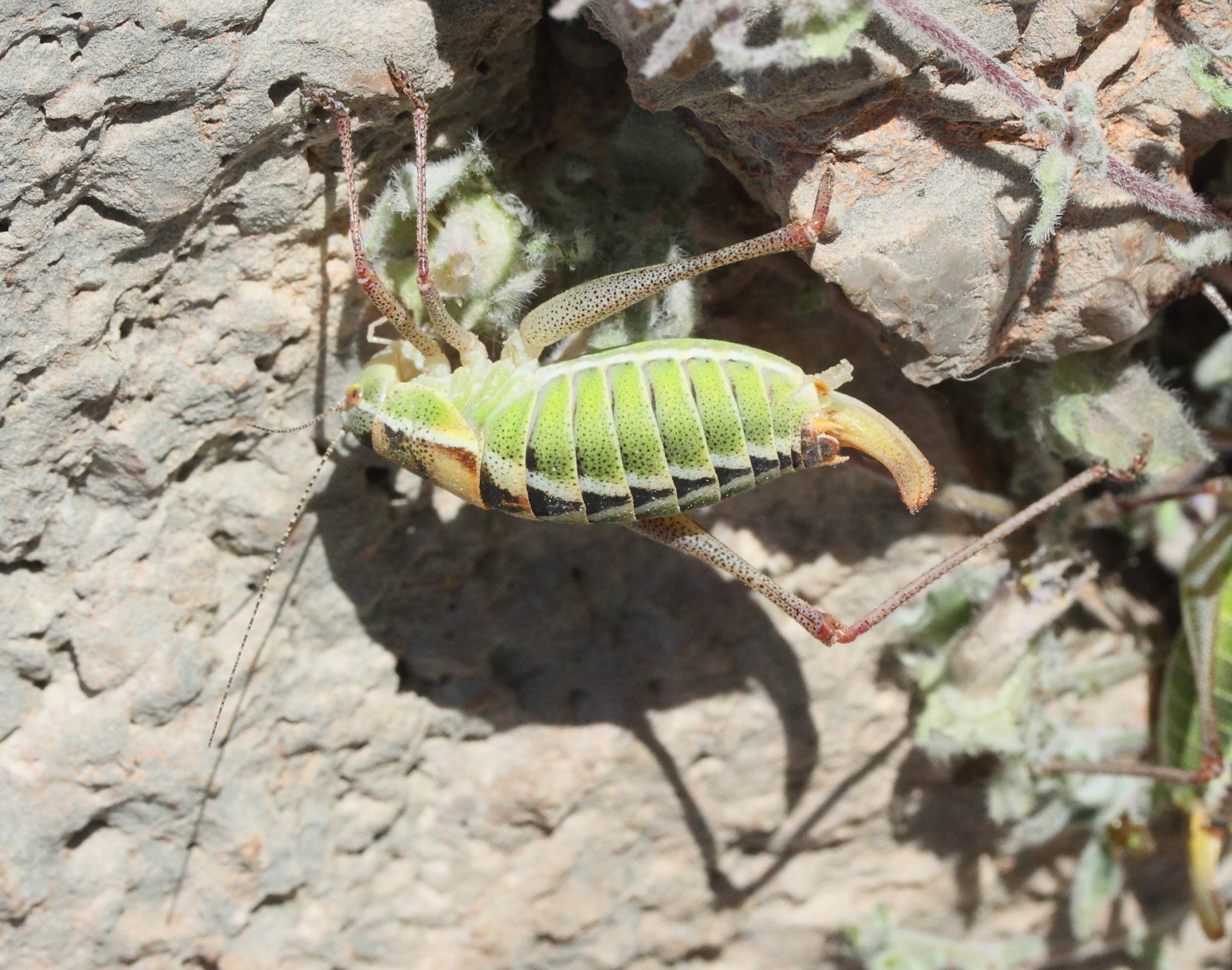 poecilimon_cf_zimmeri2md