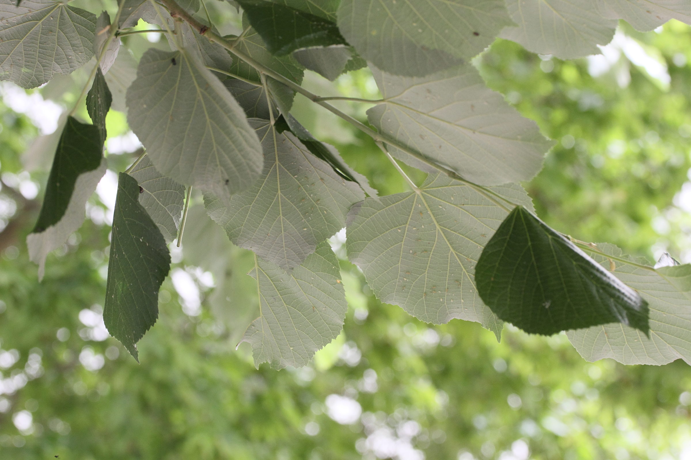 tilia_tomentosa1md
