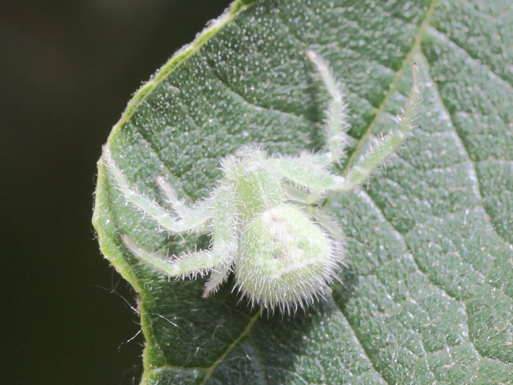 Afficher le média heriaeus_hirtus3md heriaeus_hirtus3md