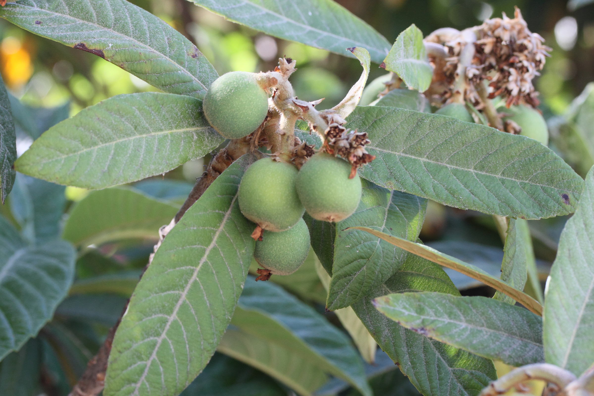 eriobotrya_japonica8md