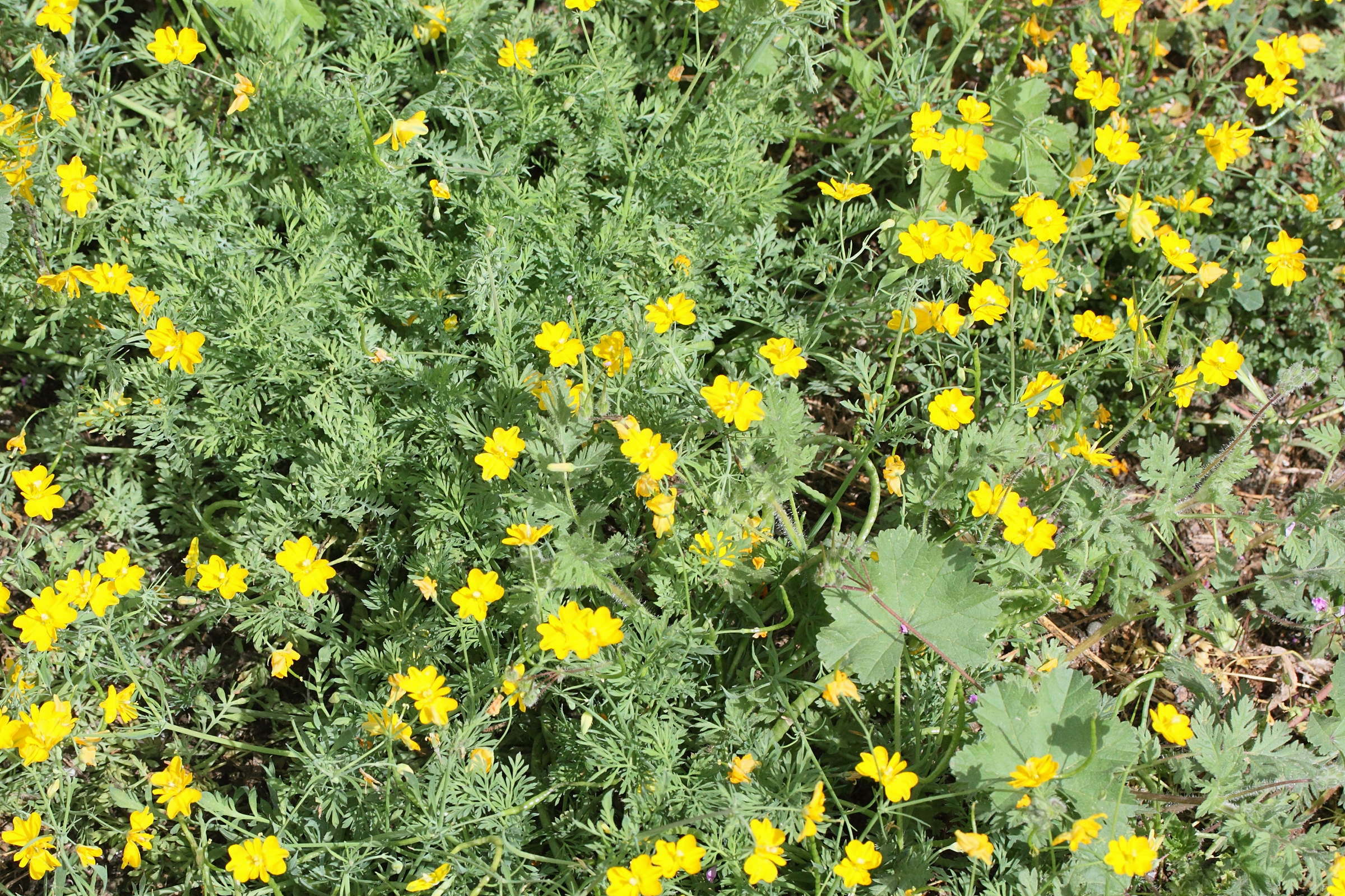 hypecoum_procumbens1md