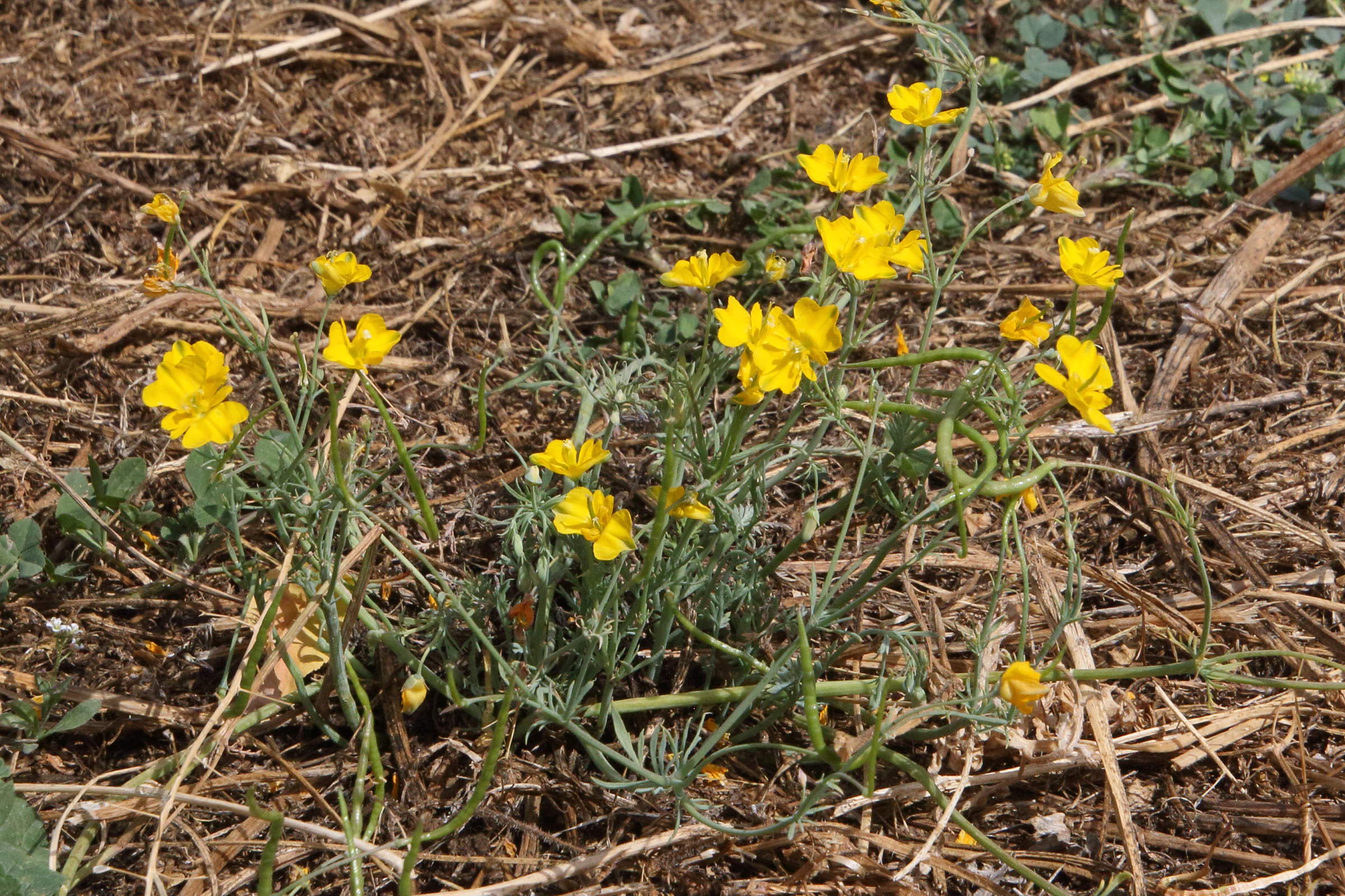 hypecoum_procumbens2bd