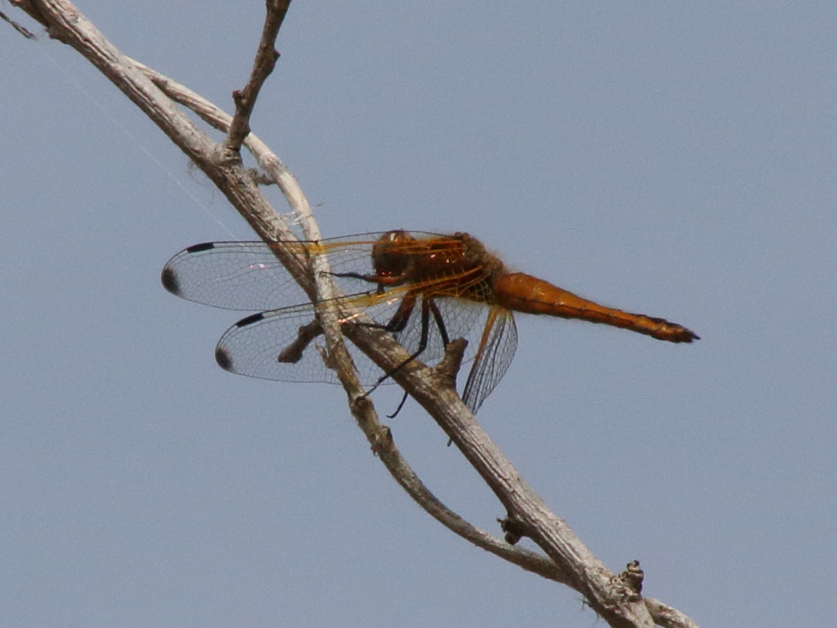 libellula_fulva5bd