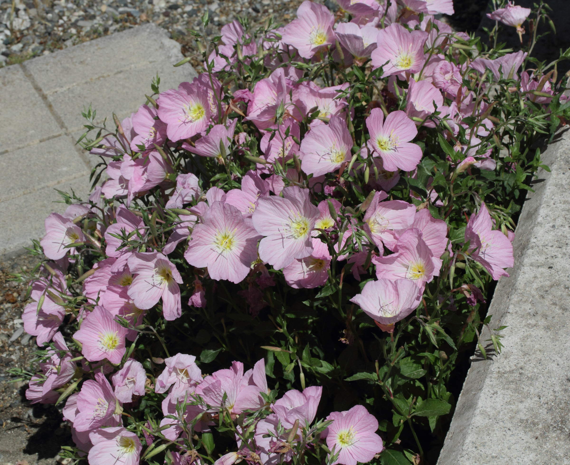 oenothera_speciosa1md