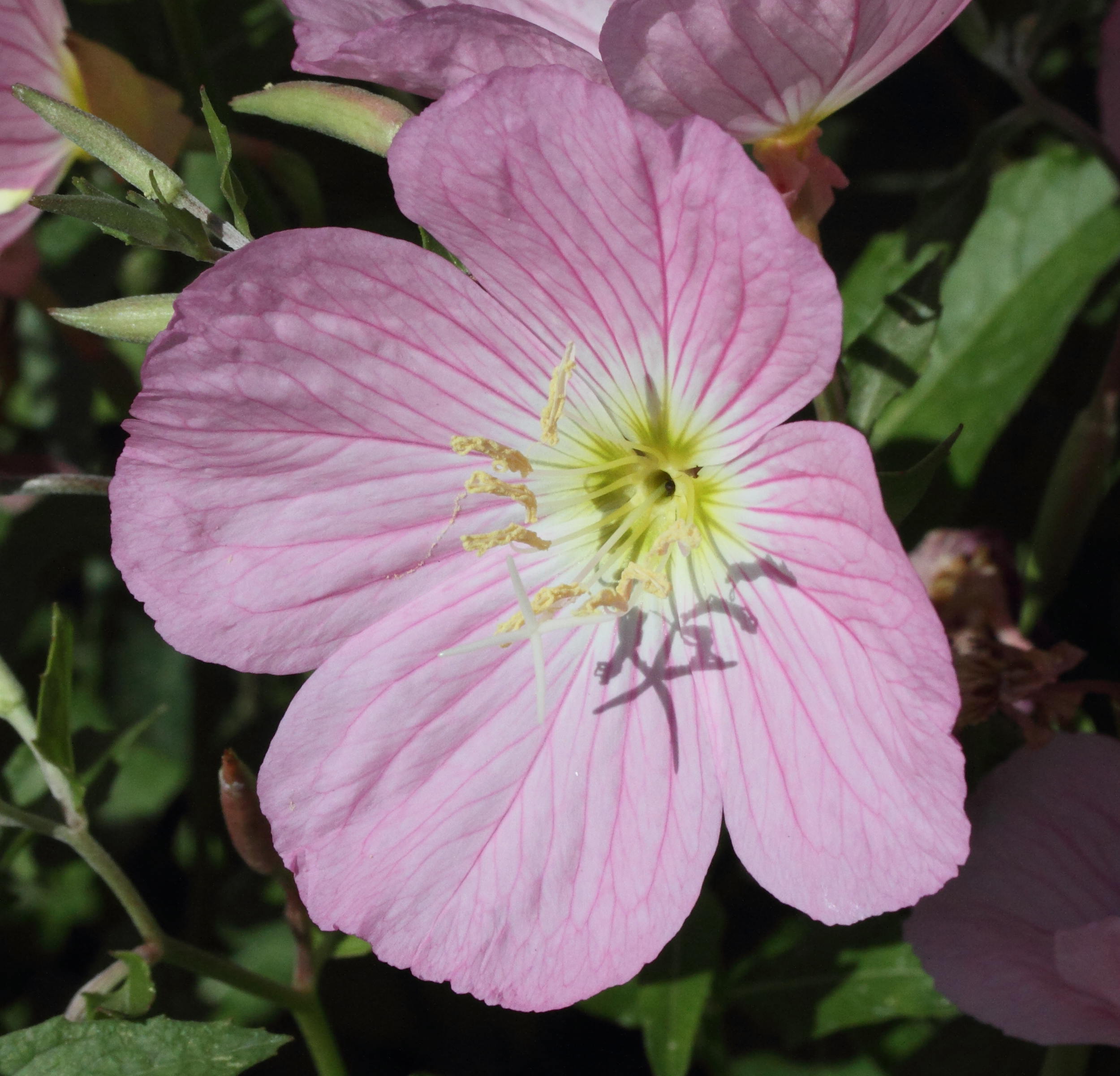 oenothera_speciosa2md