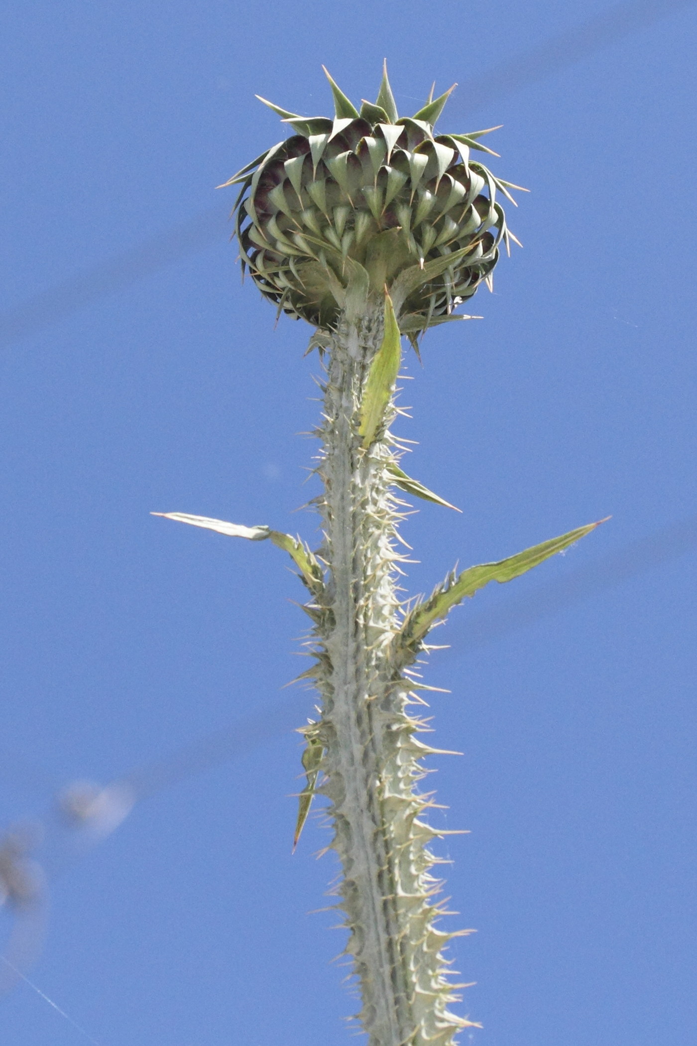 Afficher le média onopordum_bracteatum1md onopordum_bracteatum1md