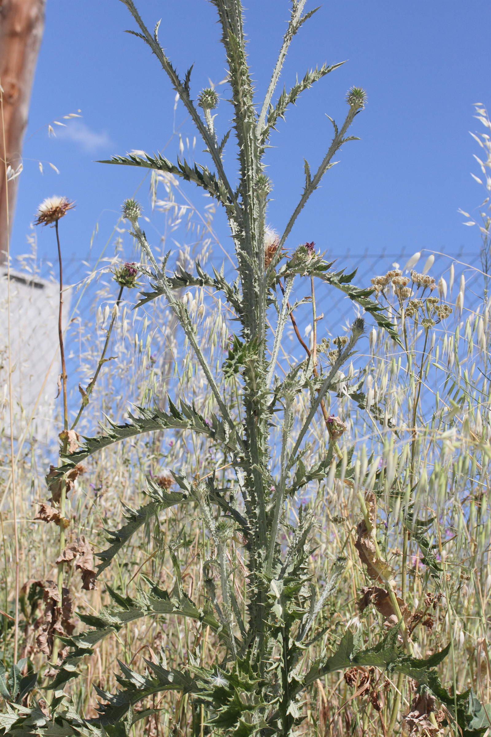 Afficher le média onopordum_bracteatum2md onopordum_bracteatum2md