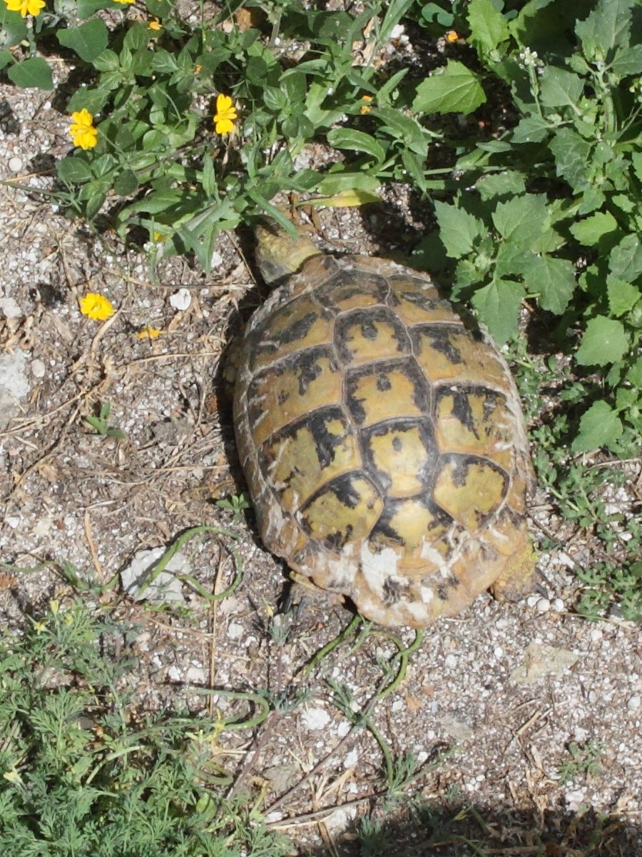 testudo_boettgeri2md