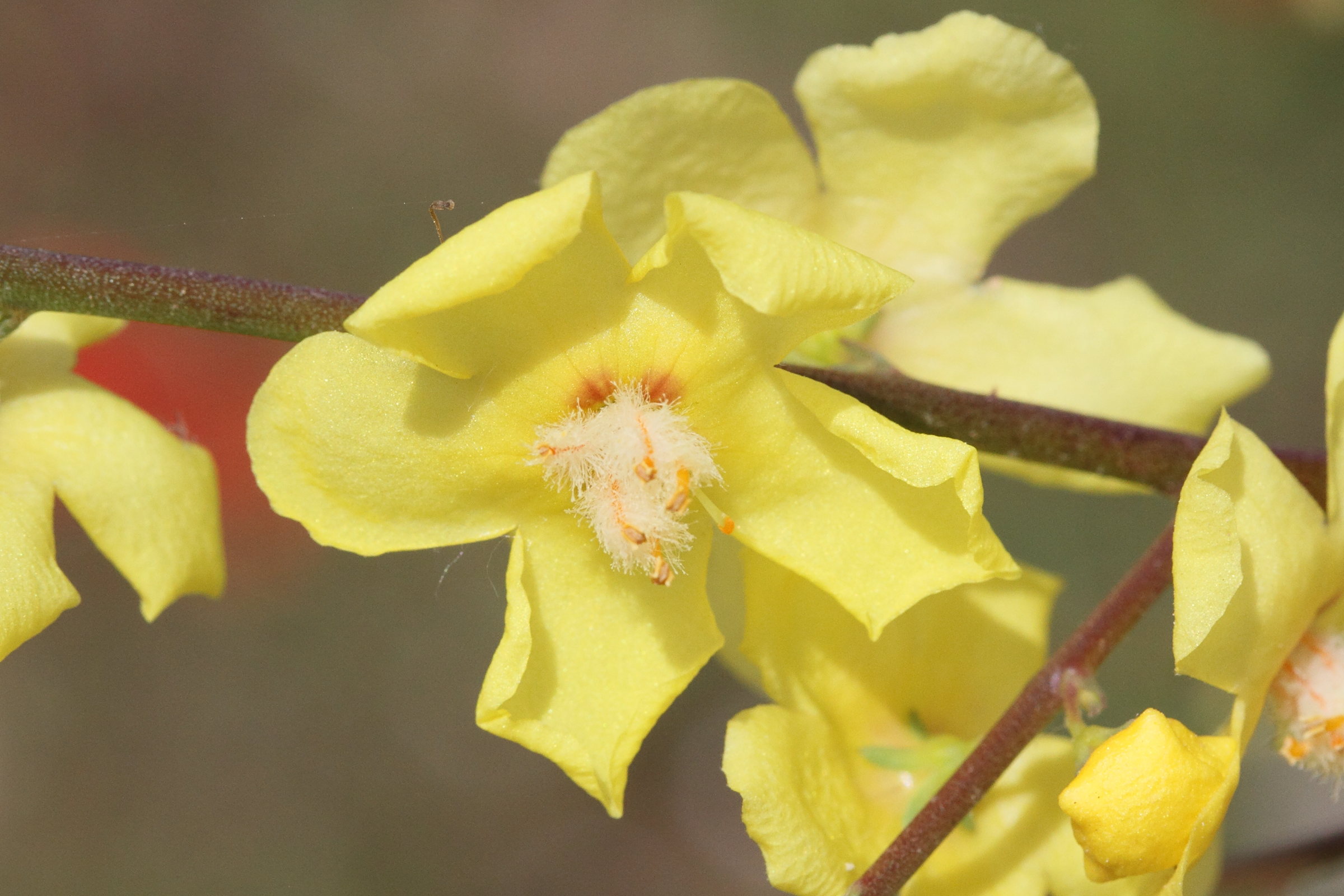 Afficher le média verbascum_limnense1md verbascum_limnense1md