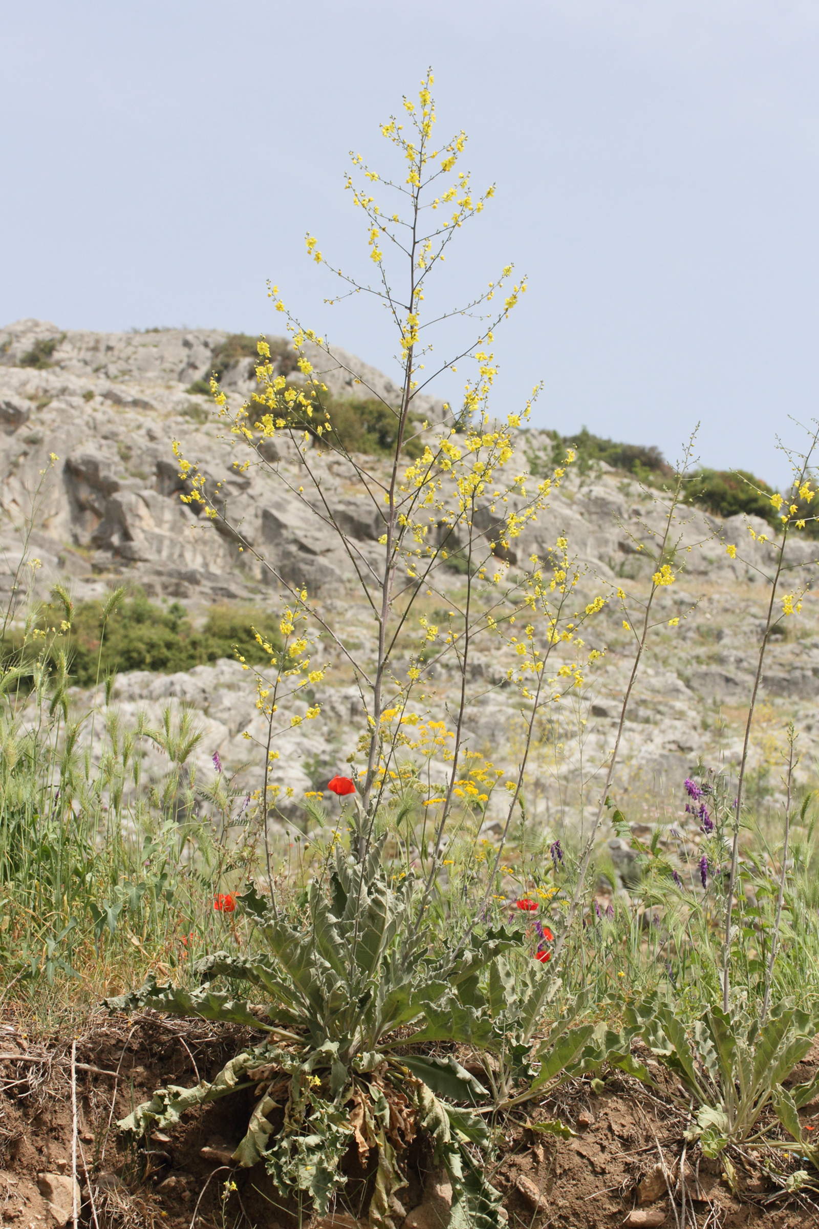 Afficher le média verbascum_limnense2md verbascum_limnense2md