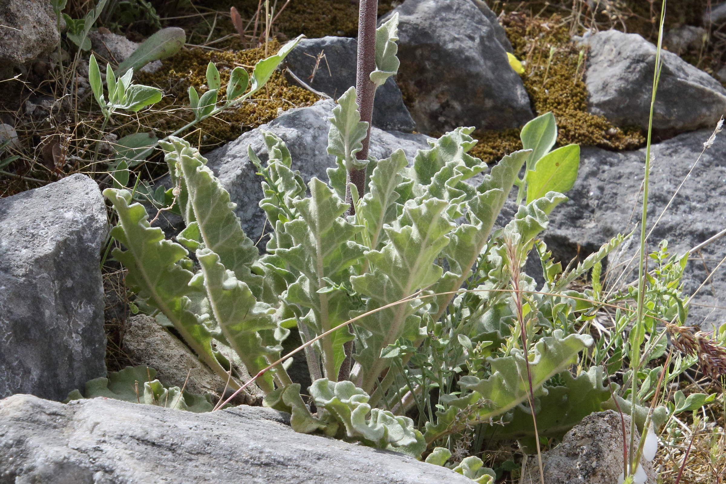 Afficher le média verbascum_limnense3bd verbascum_limnense3bd