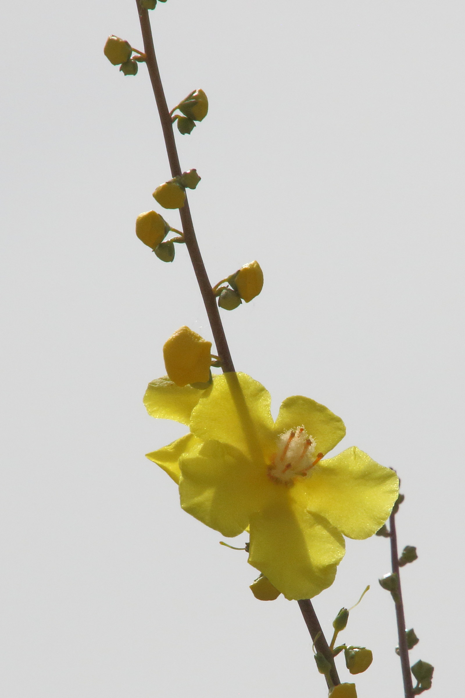 Afficher le média verbascum_limnense4bd verbascum_limnense4bd