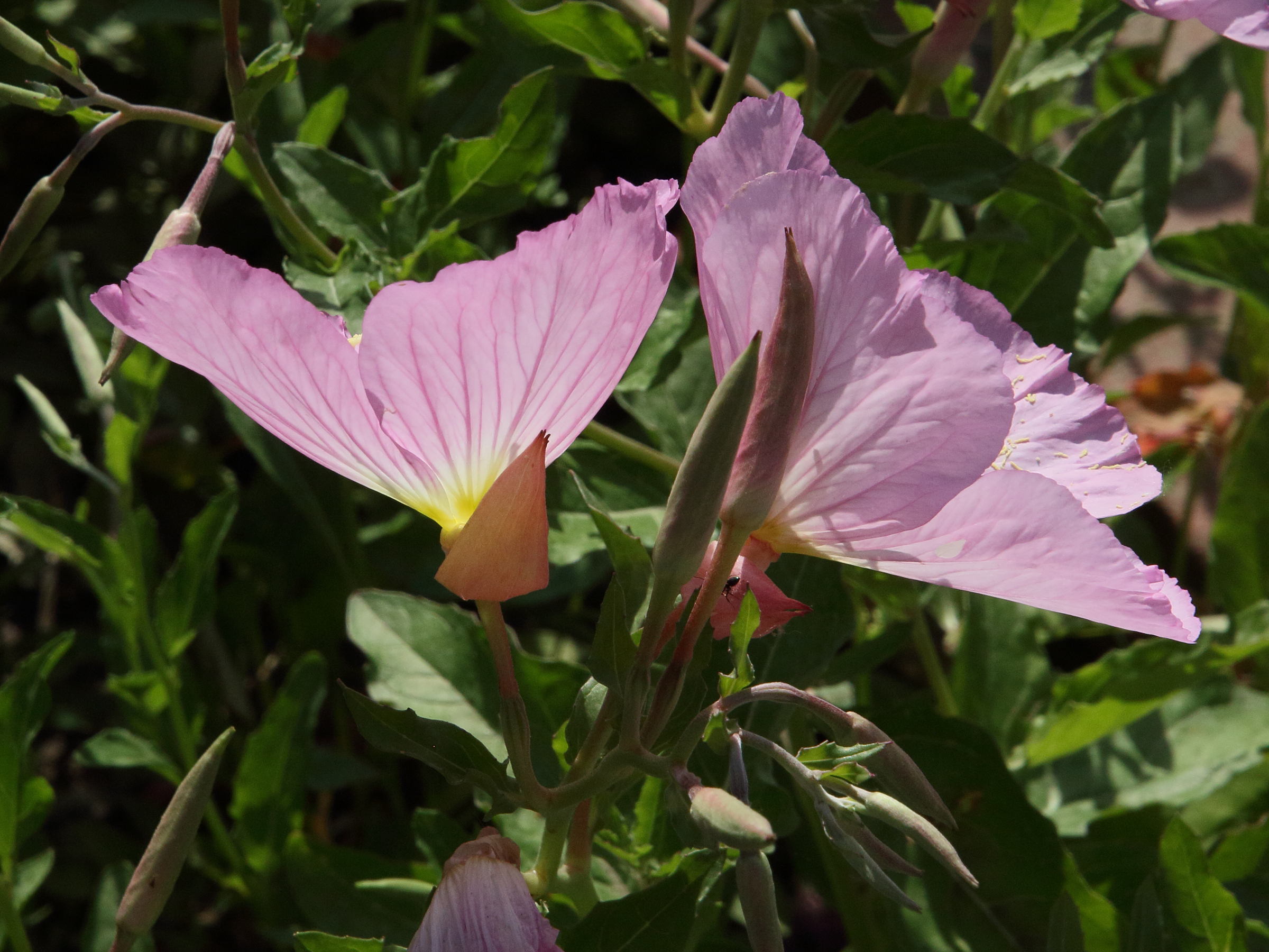 oenothera_speciosa3bd