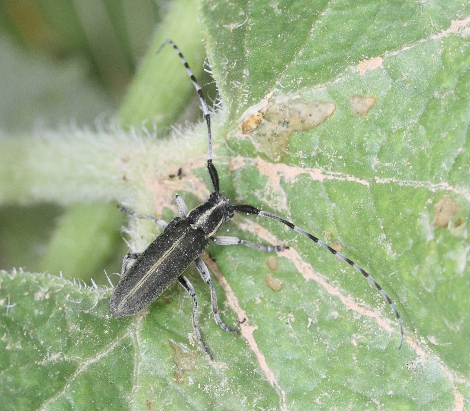 agapanthia_cardui5md