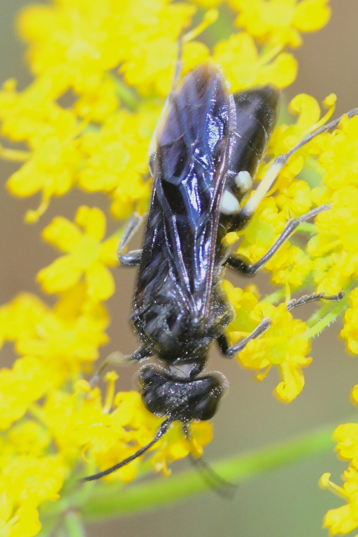 cephaledo_bifasciata_bifasciata1md