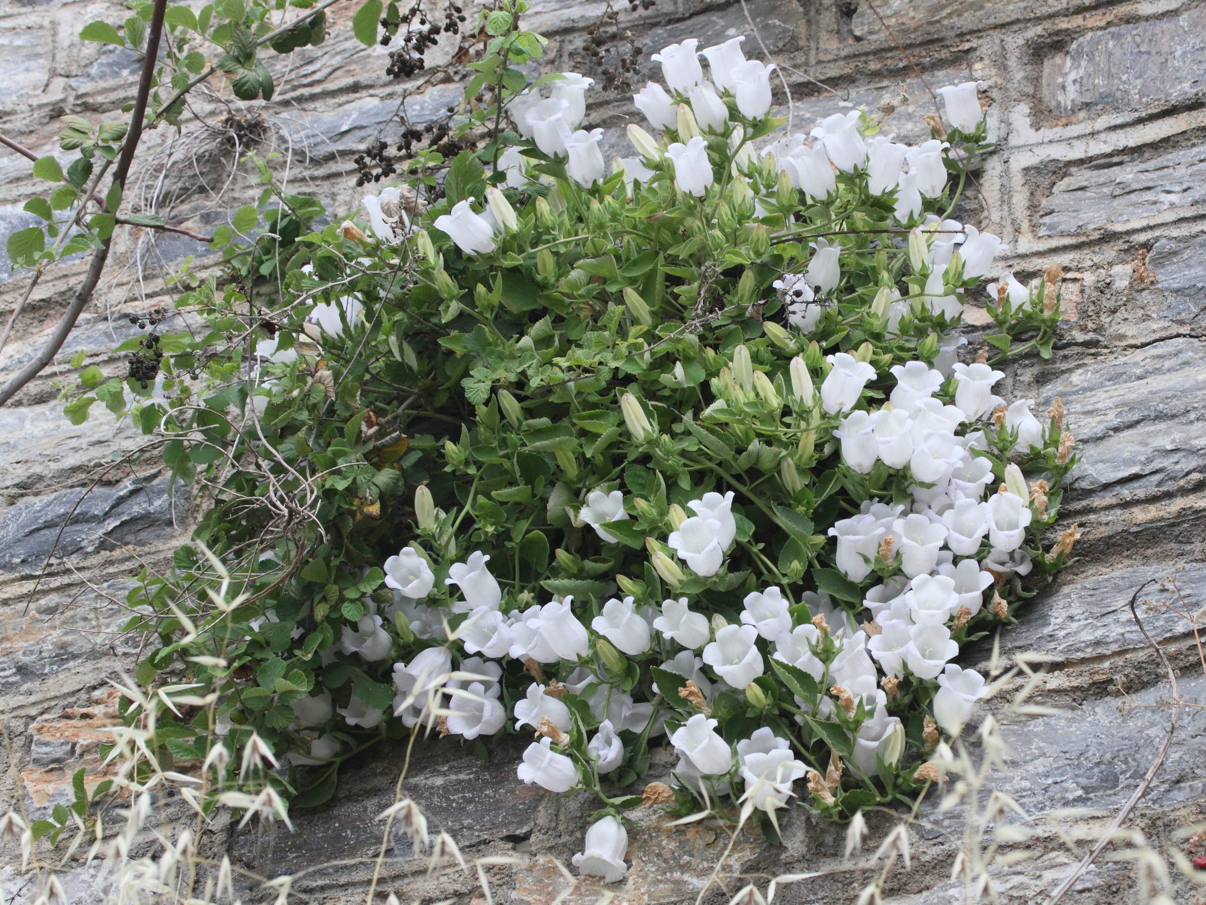 Afficher le média campanula_incurva1md campanula_incurva1md