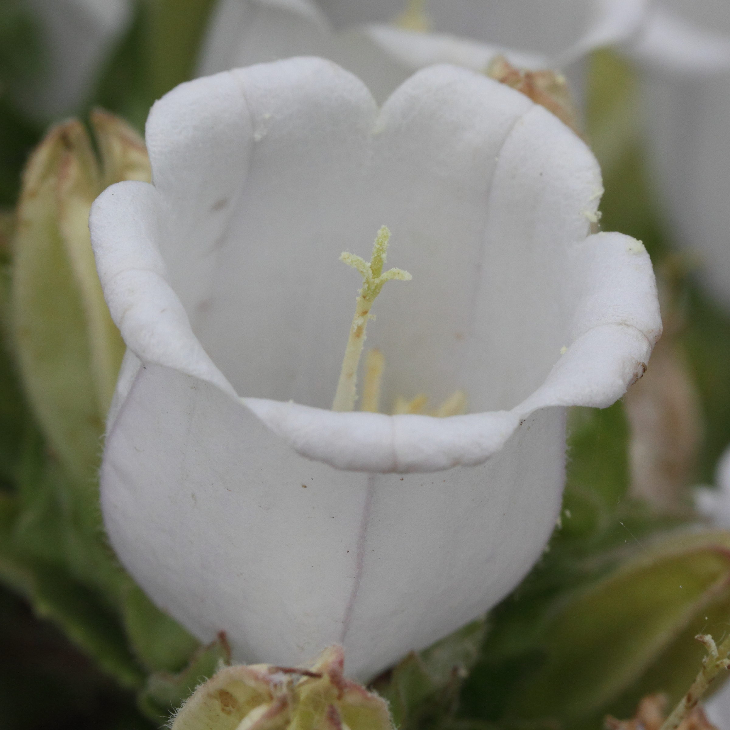 Afficher le média campanula_incurva2md campanula_incurva2md