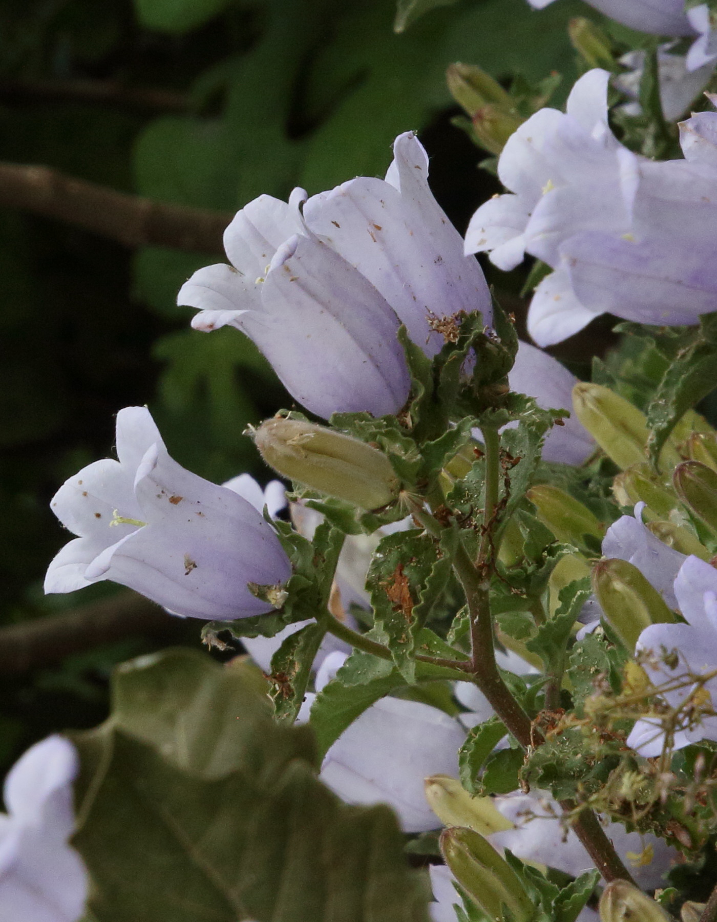 Afficher le média campanula_incurva3bd campanula_incurva3bd