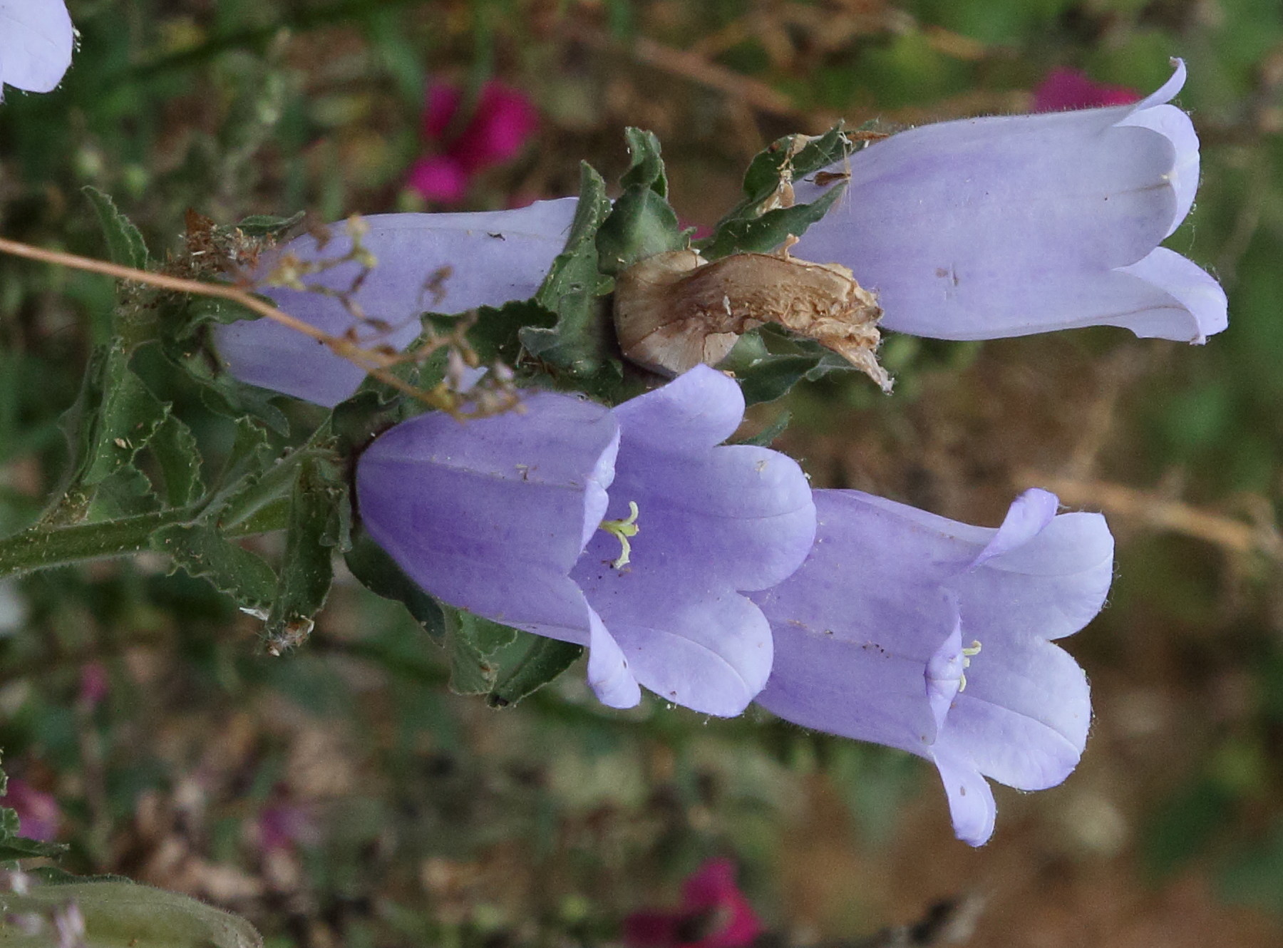 Afficher le média campanula_incurva4bd campanula_incurva4bd