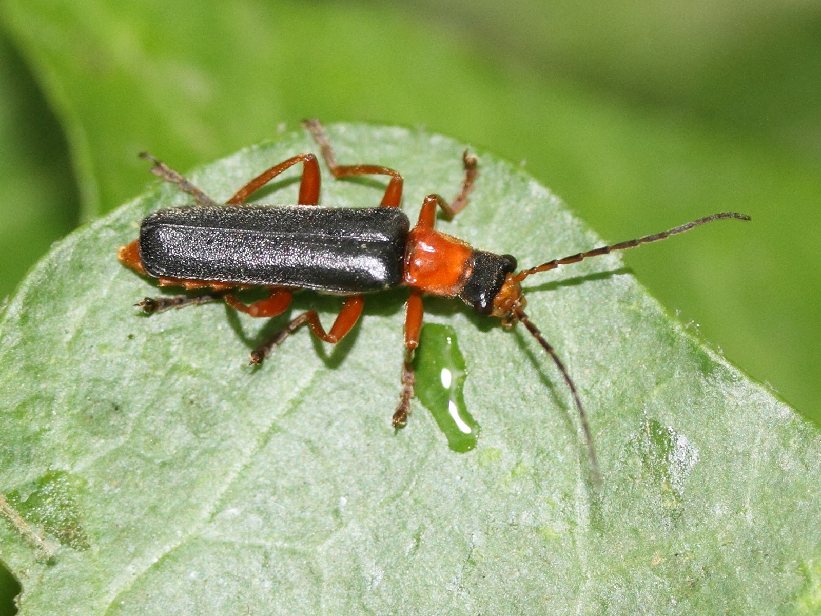 cantharis_flavilabris1md