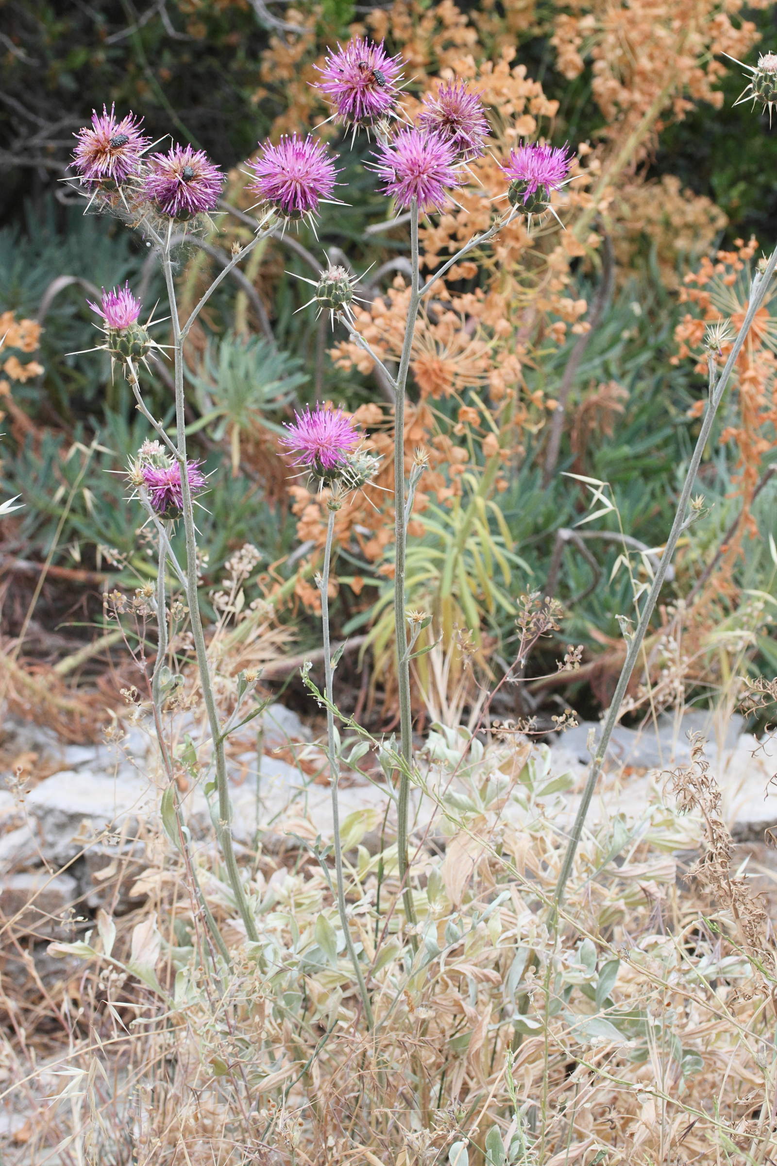 Afficher le média centaurea_spruneri1md centaurea_spruneri1md