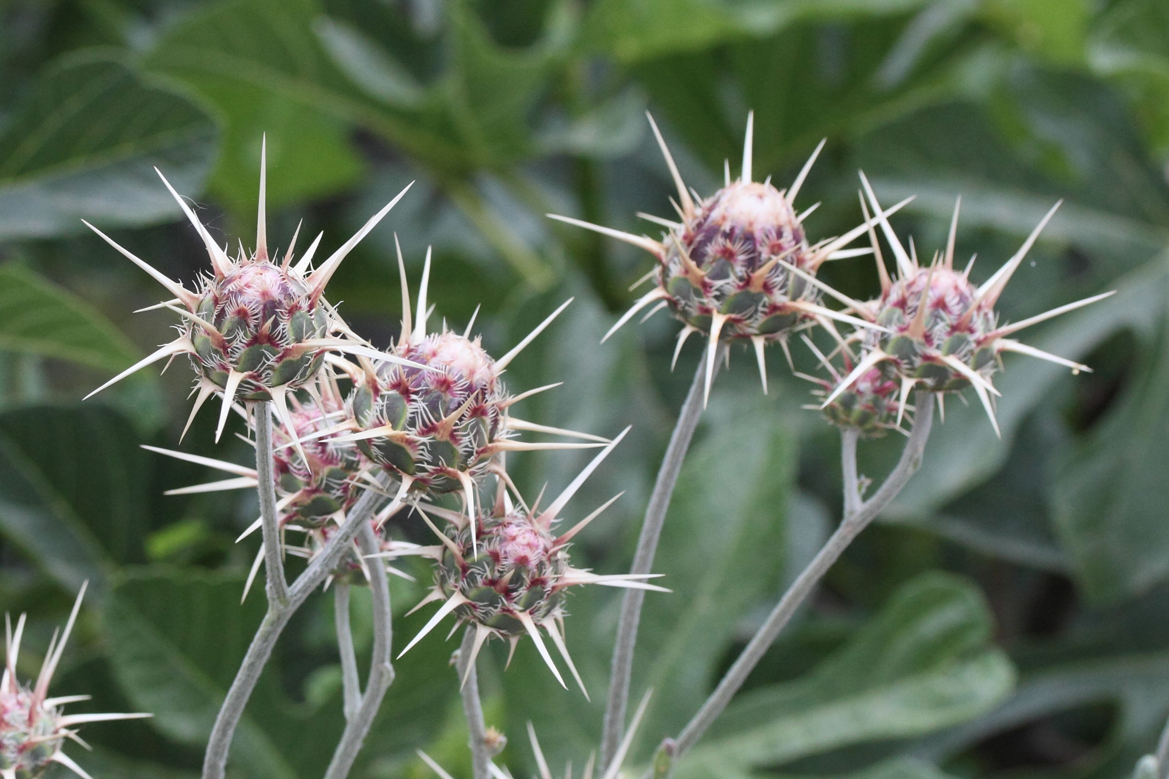 Afficher le média centaurea_spruneri2md centaurea_spruneri2md