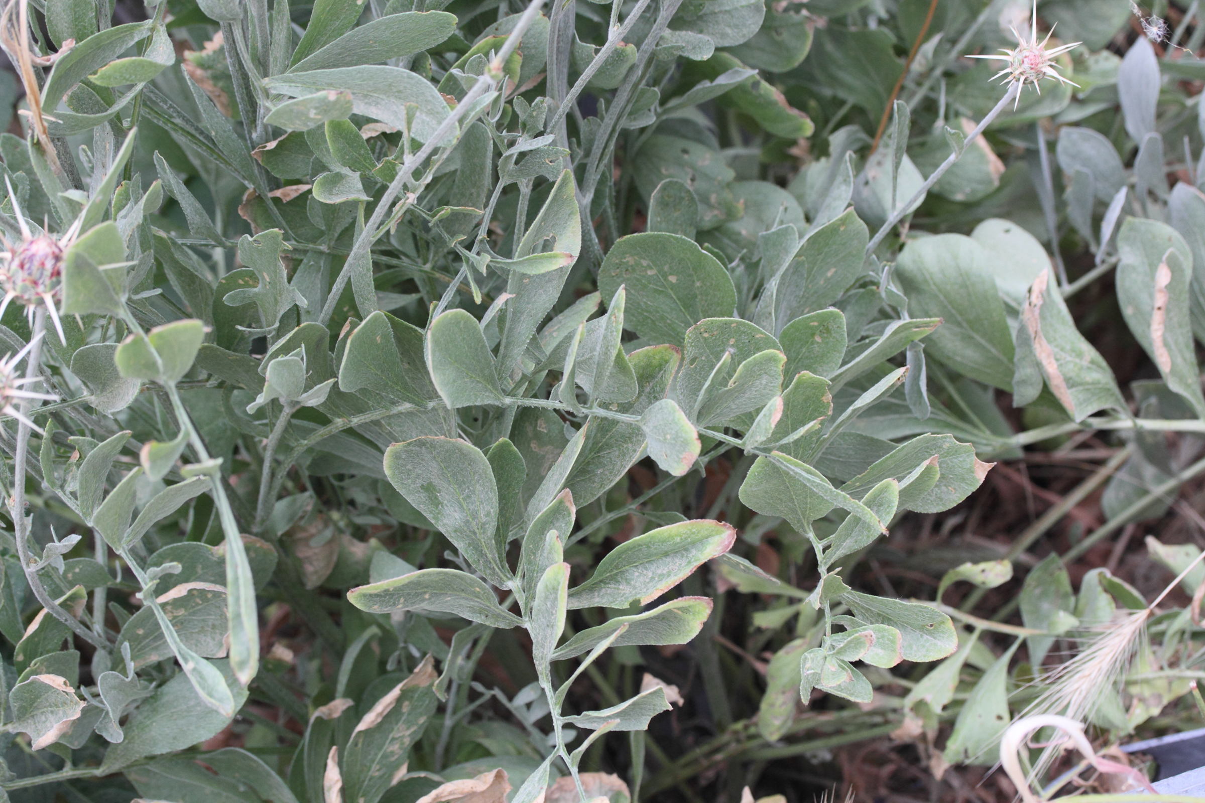 Afficher le média centaurea_spruneri3md centaurea_spruneri3md