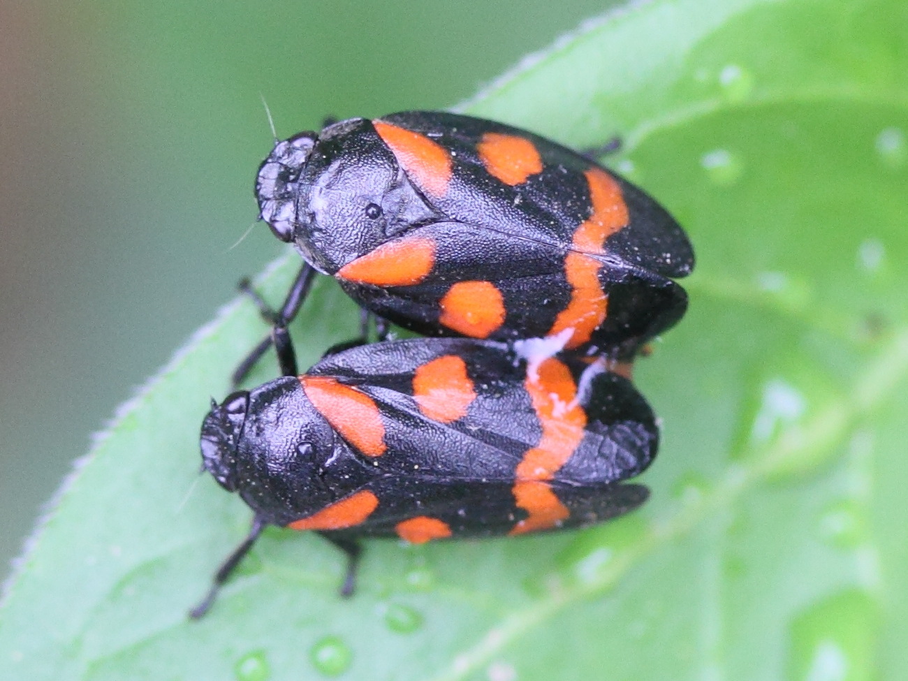 cercopis_sanguinolenta3md